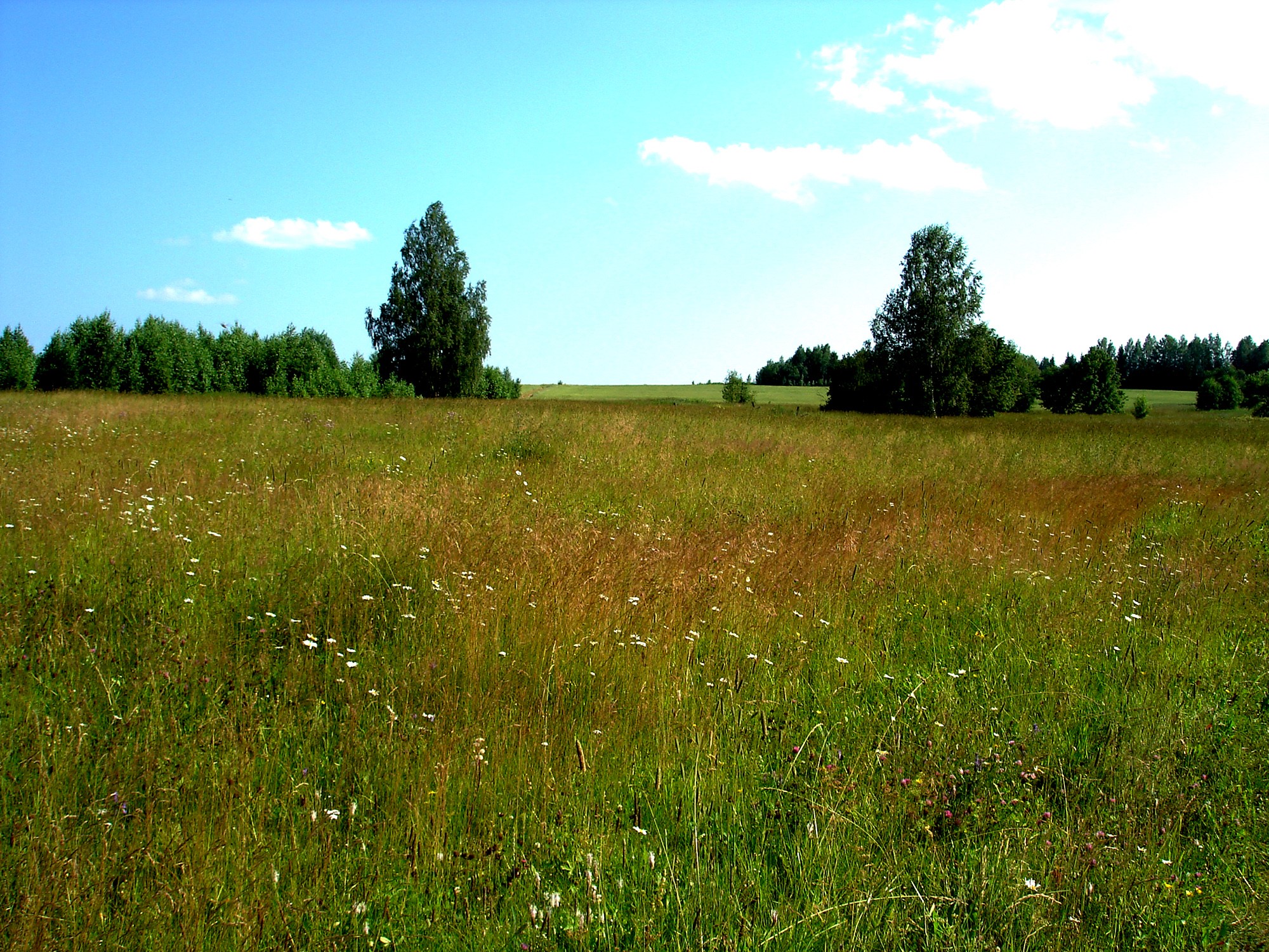 Meadow with trees and blue sky HD Wallpaper