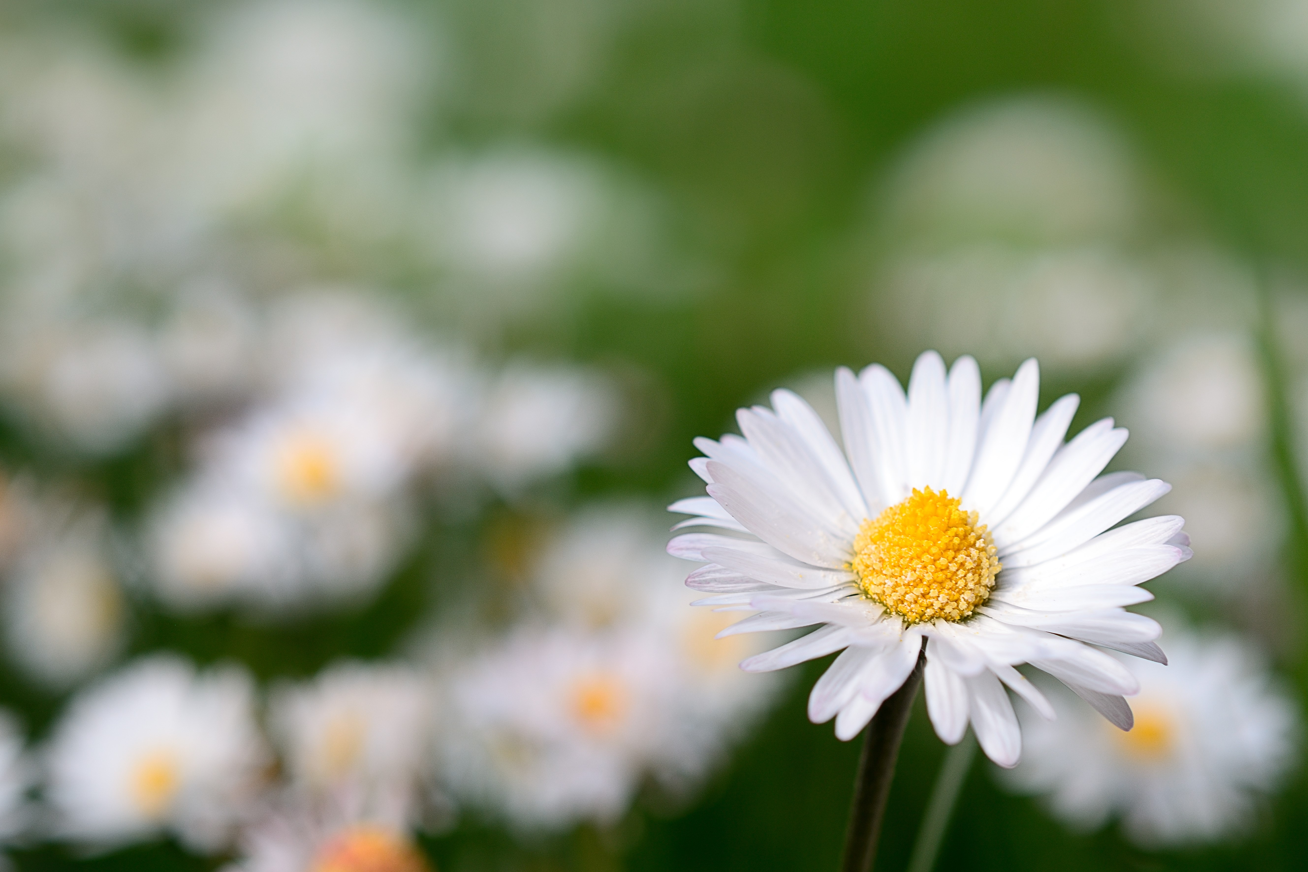 Closeup of a daisy flower with bokeh background HD Wallpaper