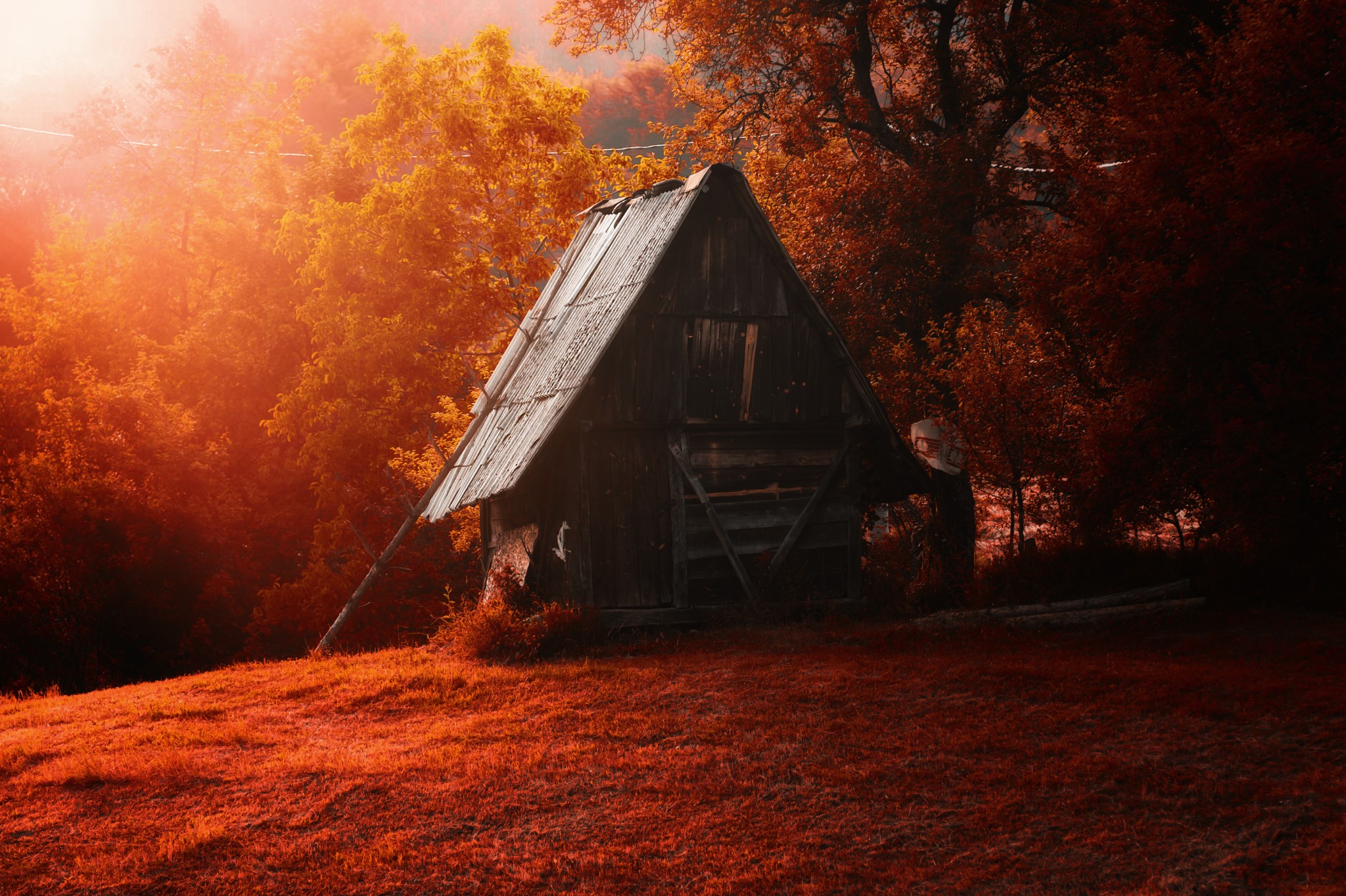 Wooden cabin in an autumn forest with orange sunlight HD Wallpaper