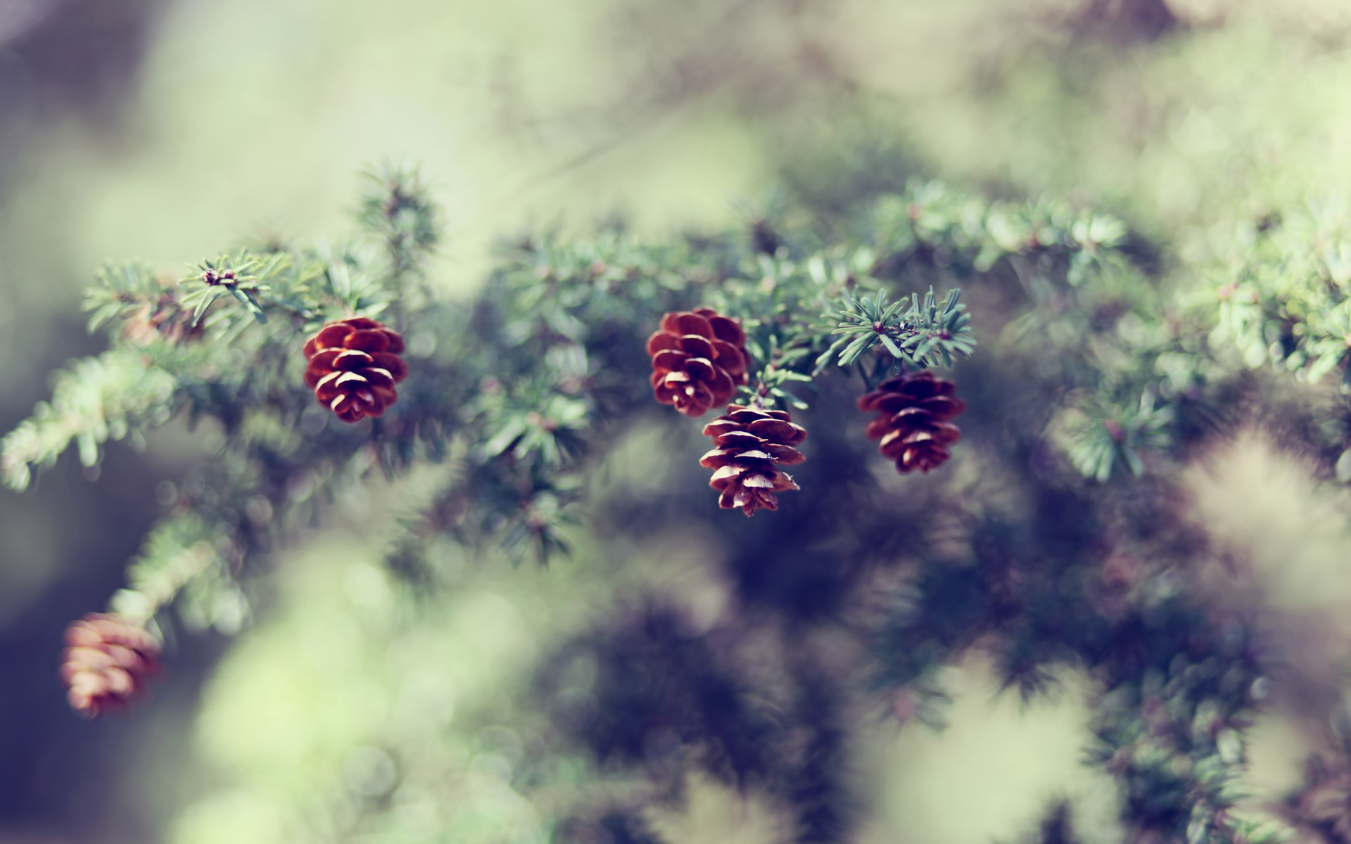 Pine cones on a spruce branch HD Wallpaper