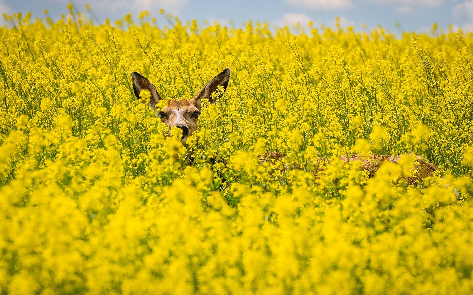Deer hiding in a field of yellow flowers HD Wallpaper