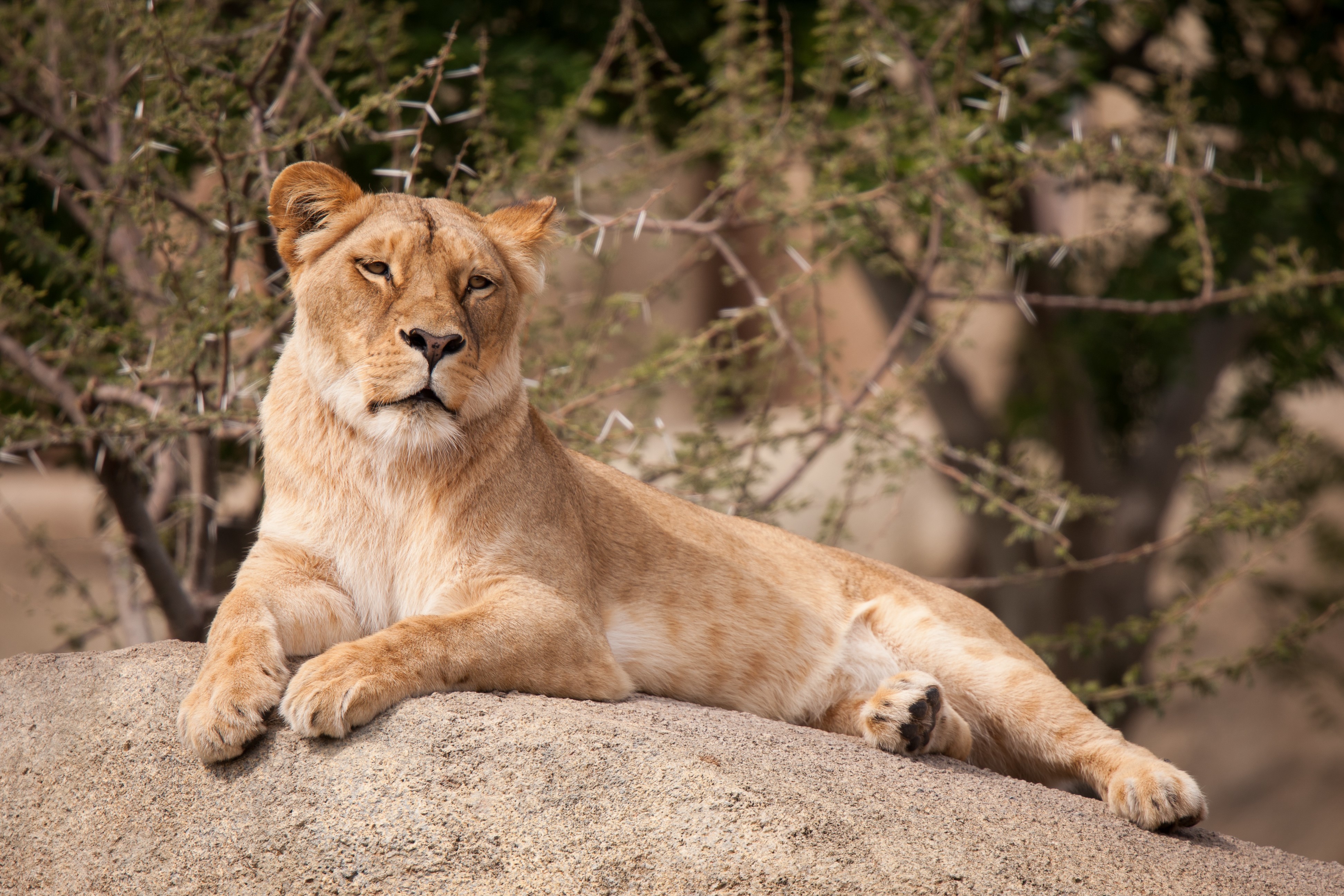 Lioness resting on a rock HD Wallpaper