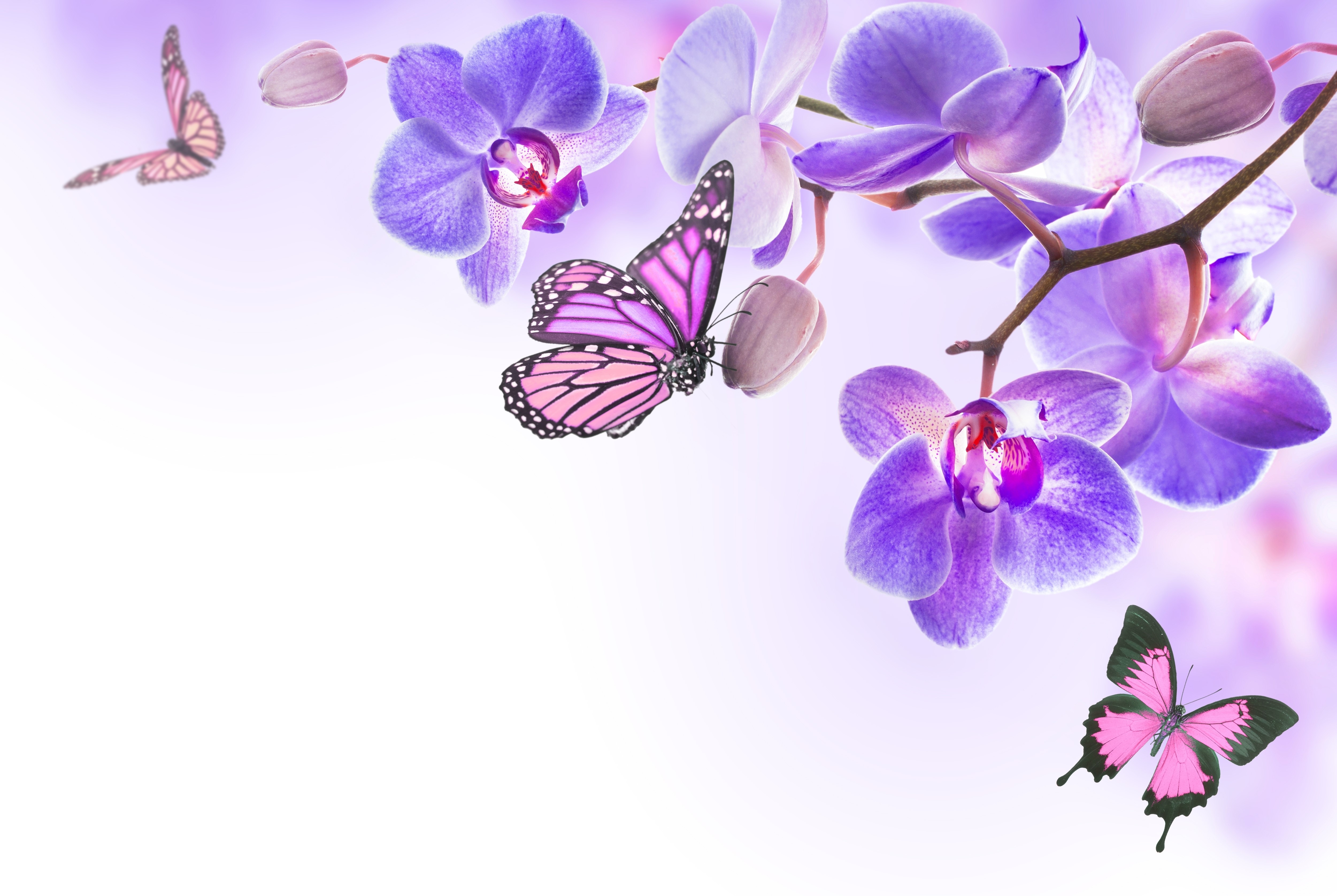 Orchids and Butterflies HD Wallpaper