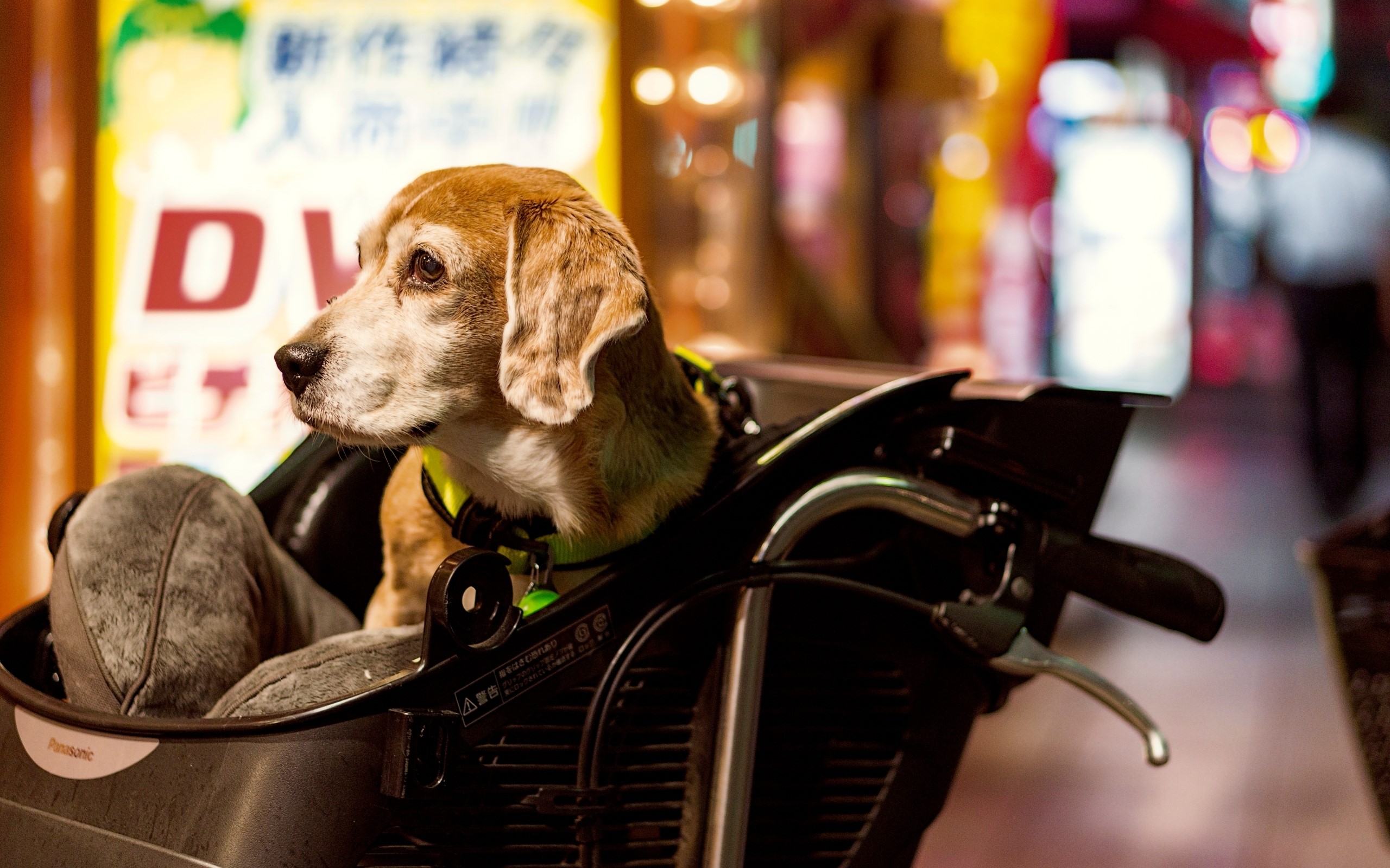 Dog in a basket on a motorcycle at night HD Wallpaper