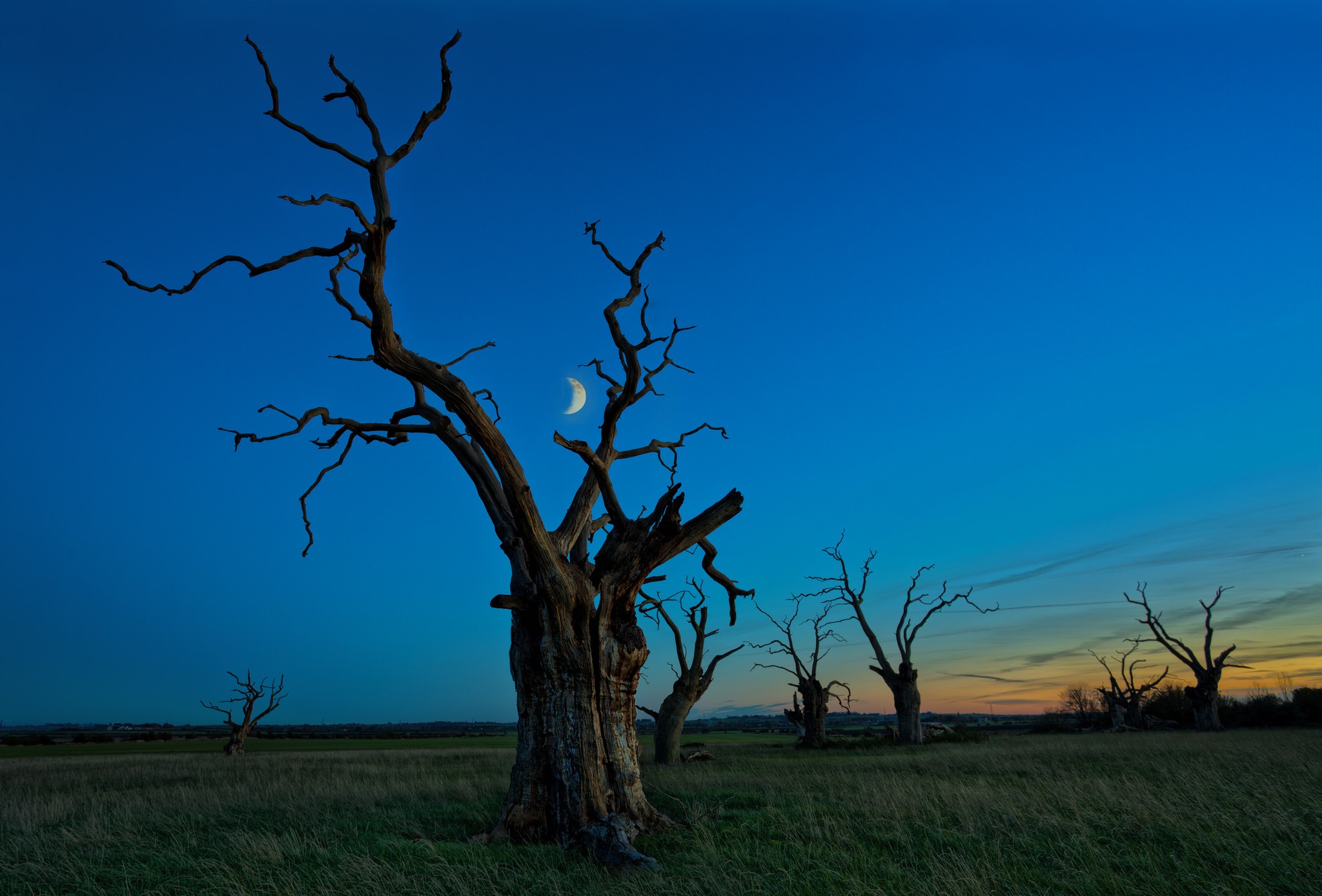 Dead trees under a crescent moon at dusk HD Wallpaper