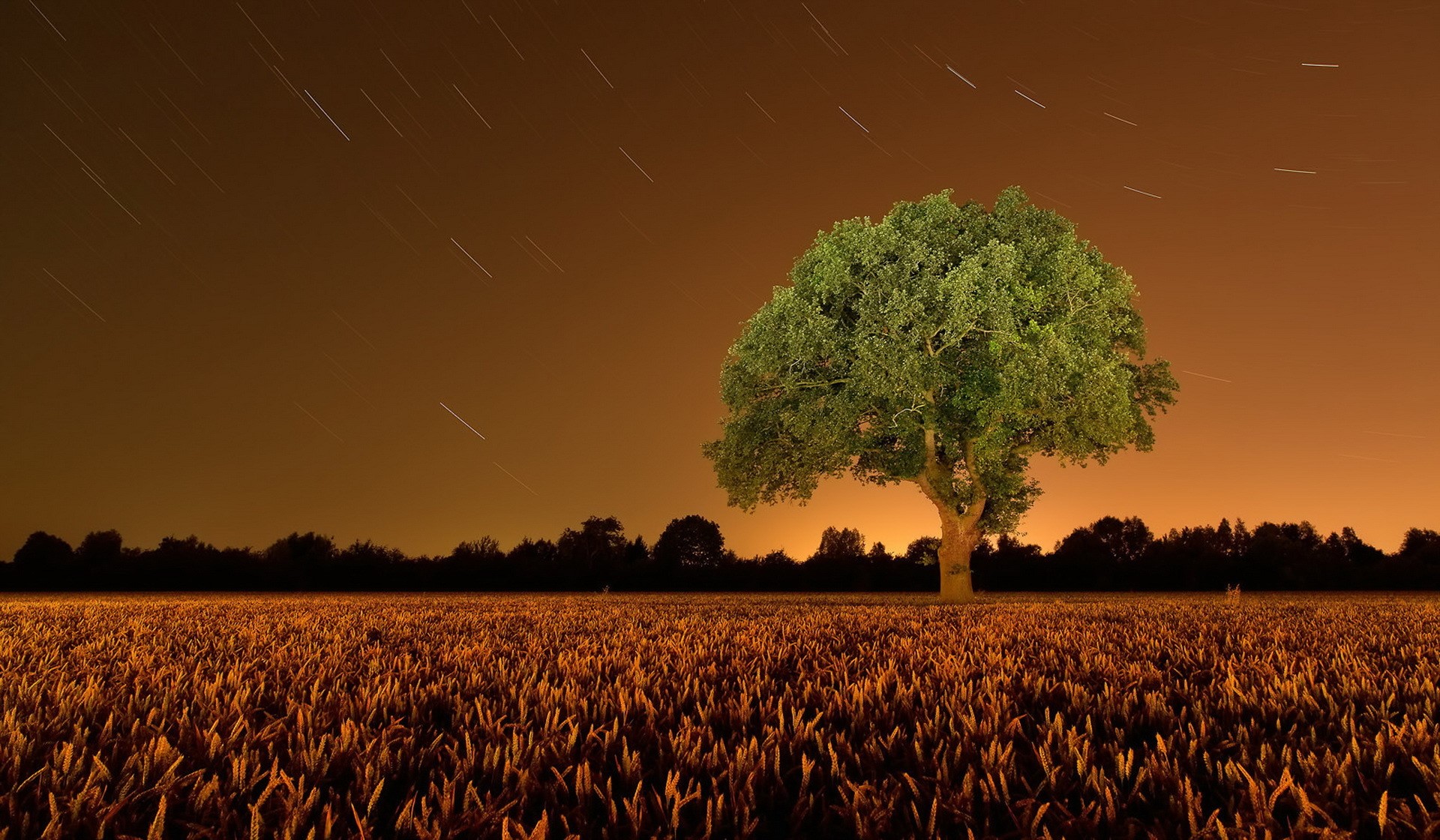 Tree in a field at night with star trails HD Wallpaper