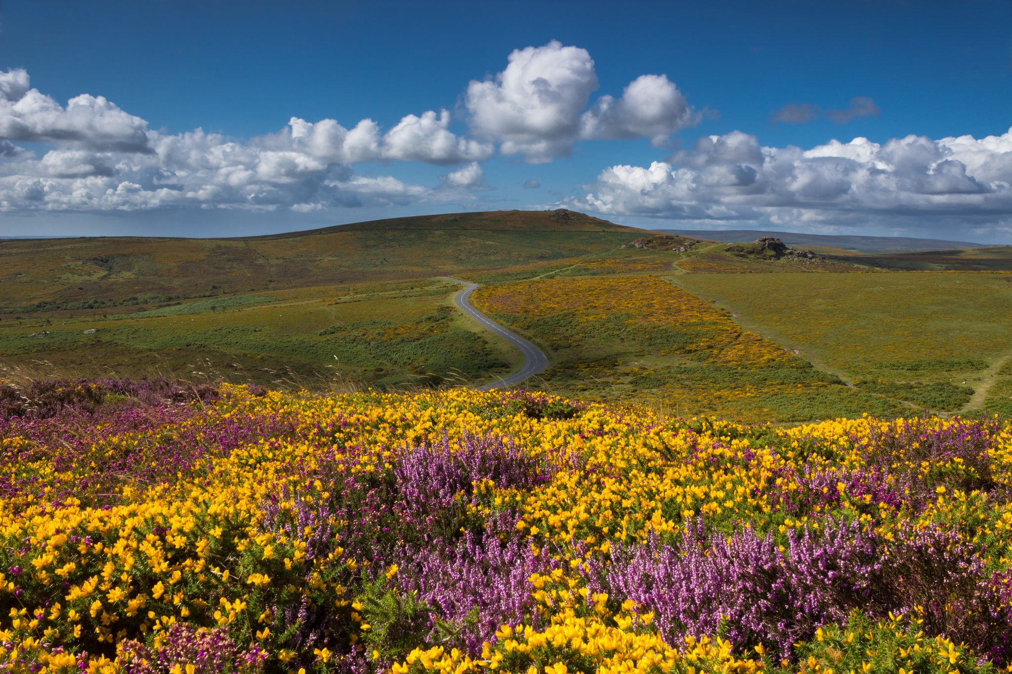 Road through a moorland landscape with heather and gorse HD Wallpaper