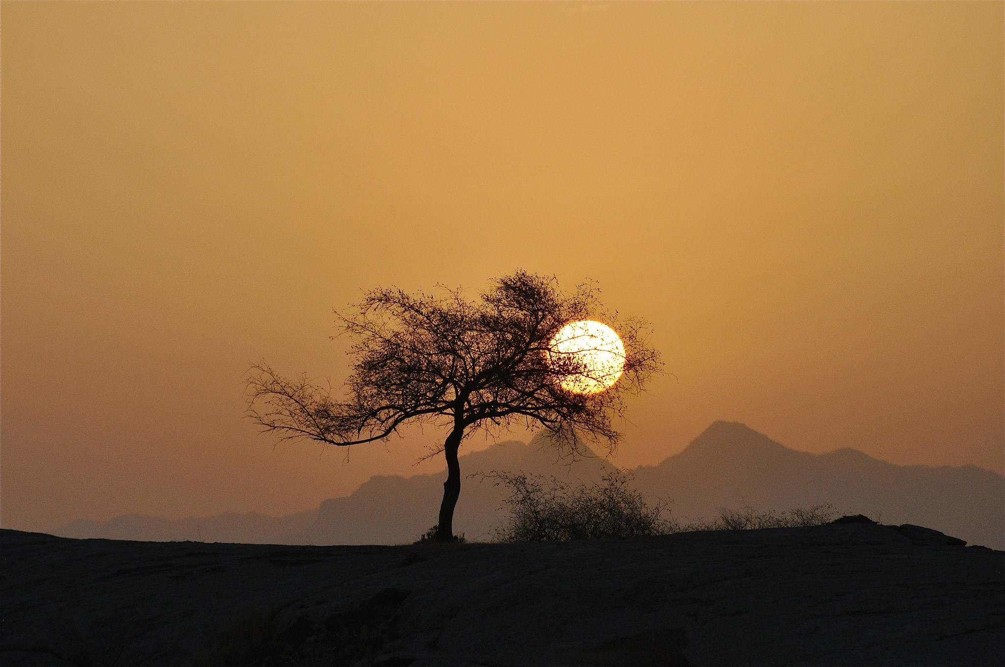 Tree silhouetted against the sun at sunset HD Wallpaper