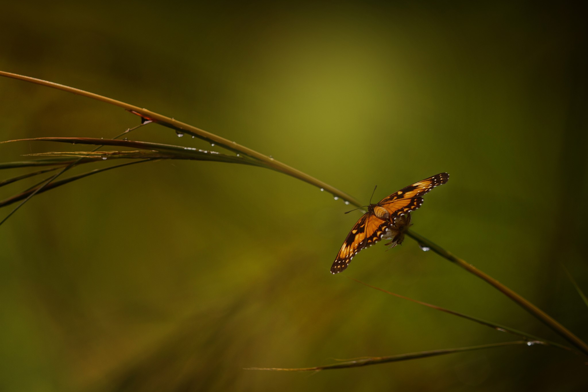 Orange butterfly on a blade of grass with water droplets HD Wallpaper