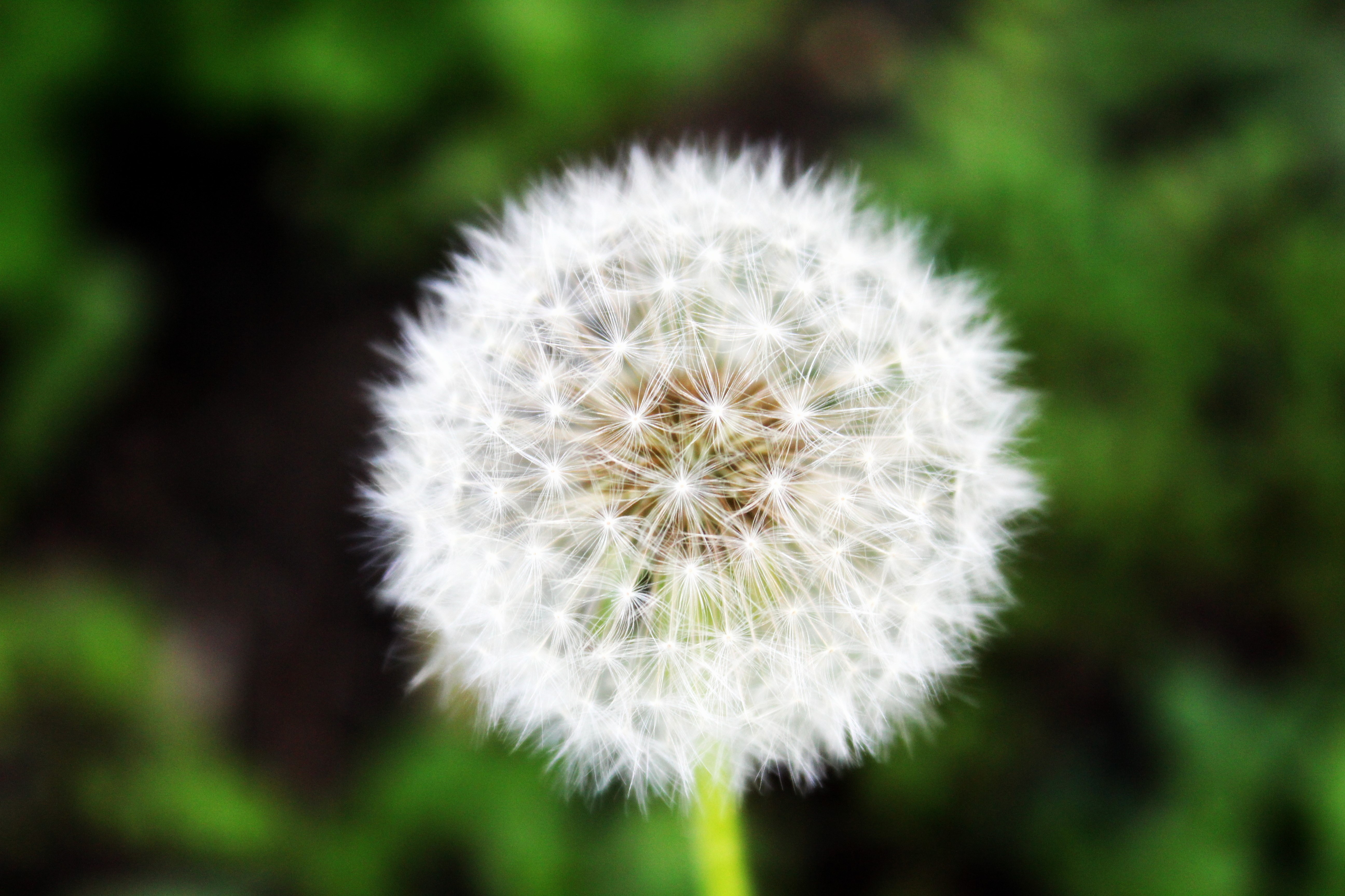 Dandelion closeup HD Wallpaper