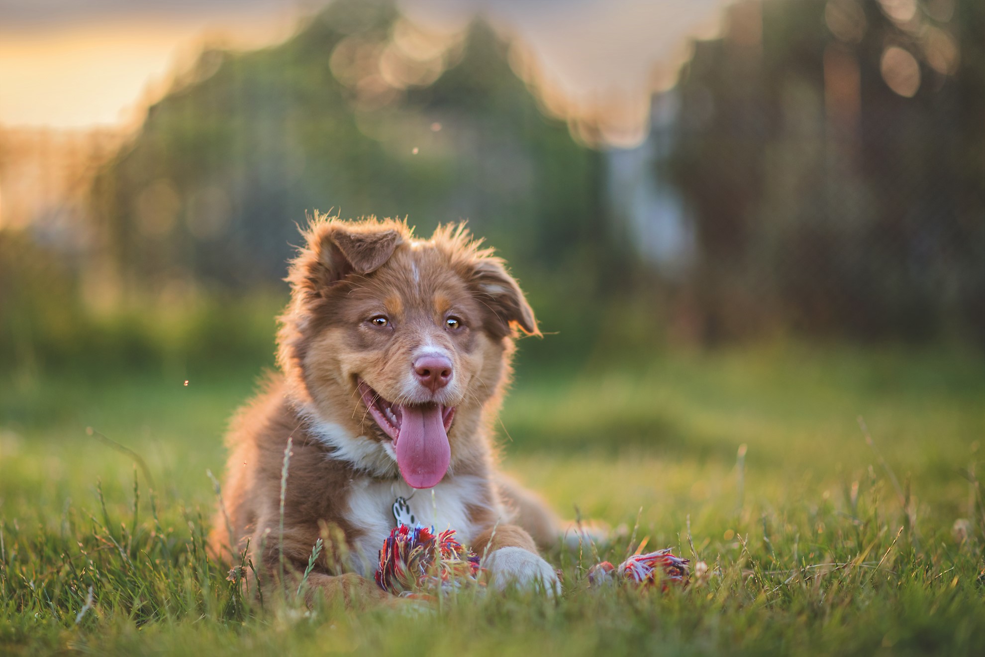 Brown Australian Shepherd puppy lying in grass HD Wallpaper