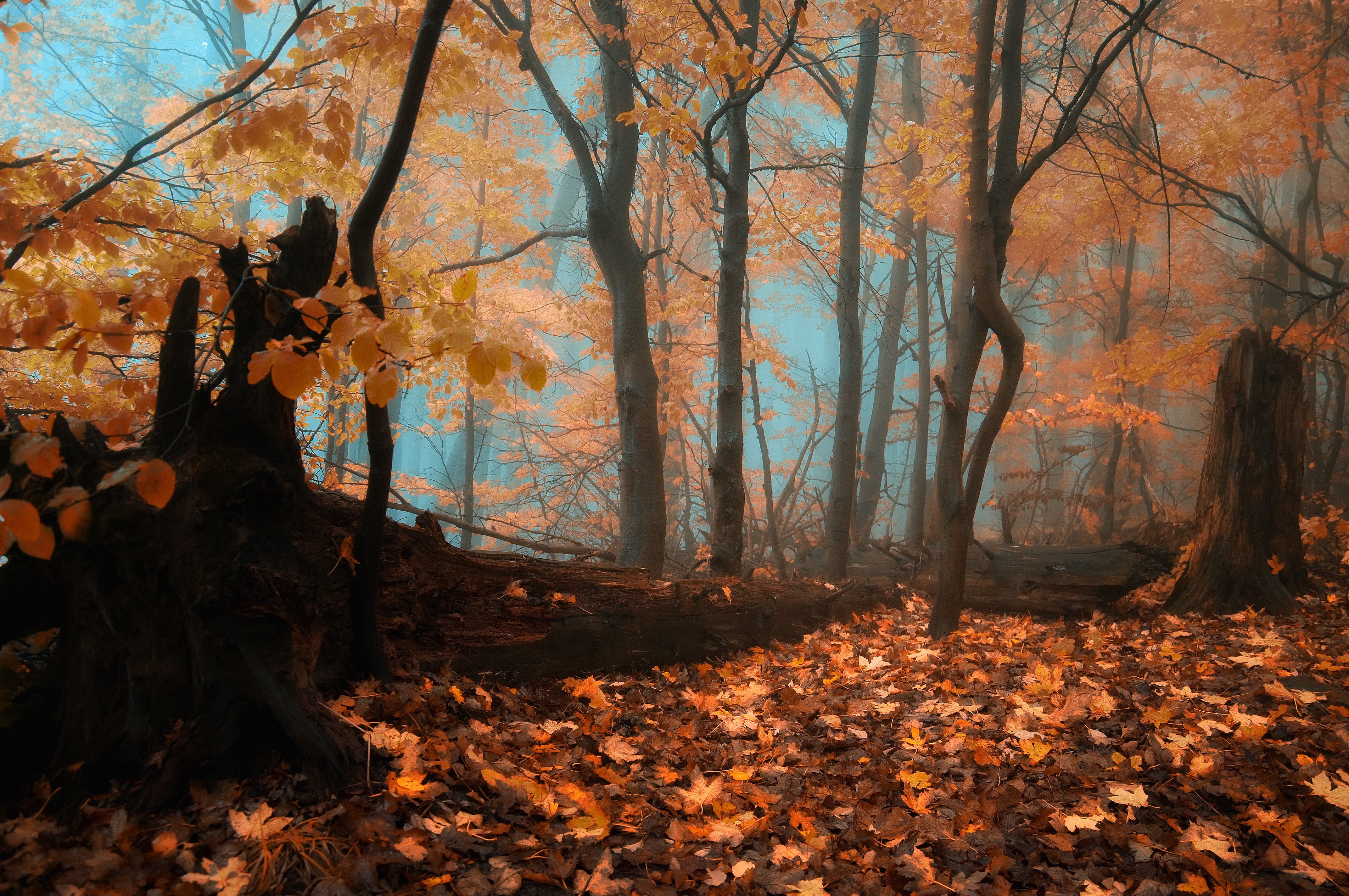 4K Autumn Forest with Fog and Fallen Leaves HD Wallpaper