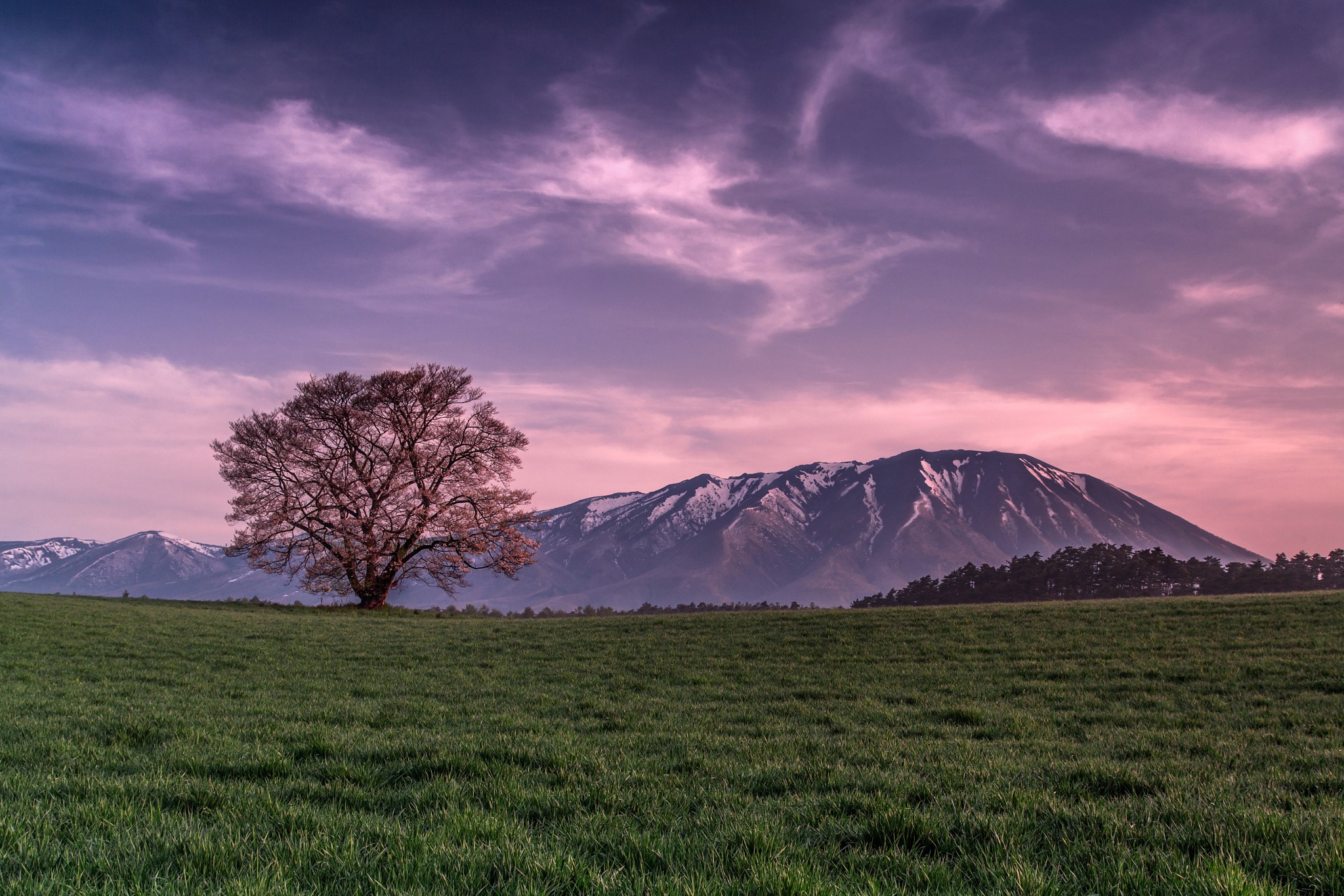 Tree in a field with snow-capped mountains and purple sky HD Wallpaper