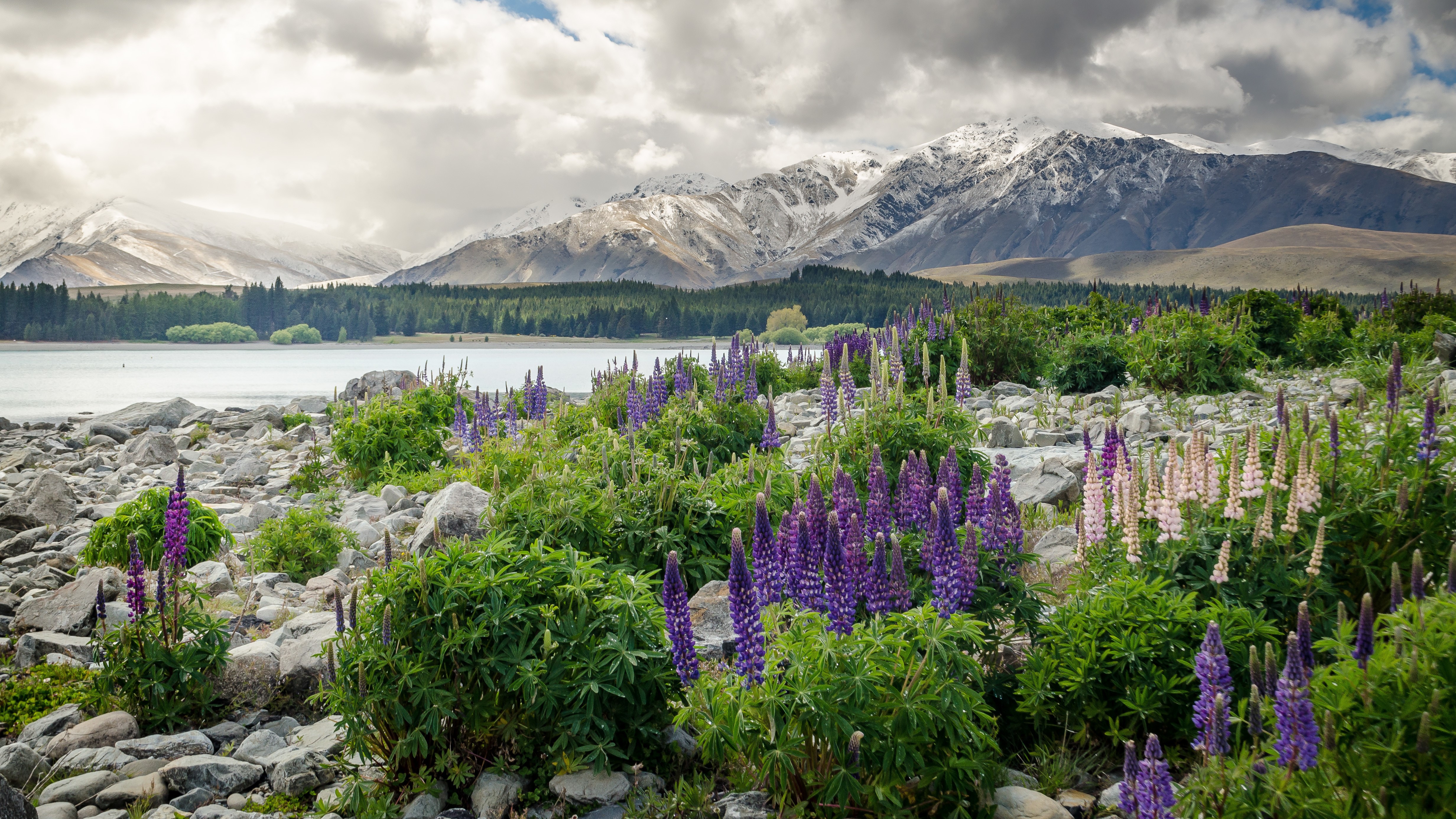 New Zealand Mountains and Lupins HD Wallpaper