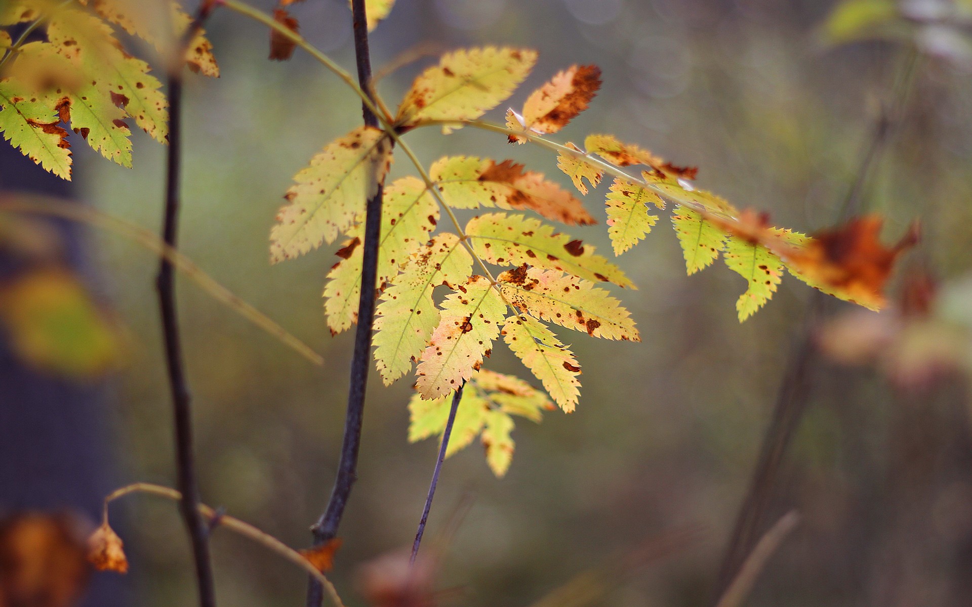 Autumn leaves on a branch HD Wallpaper