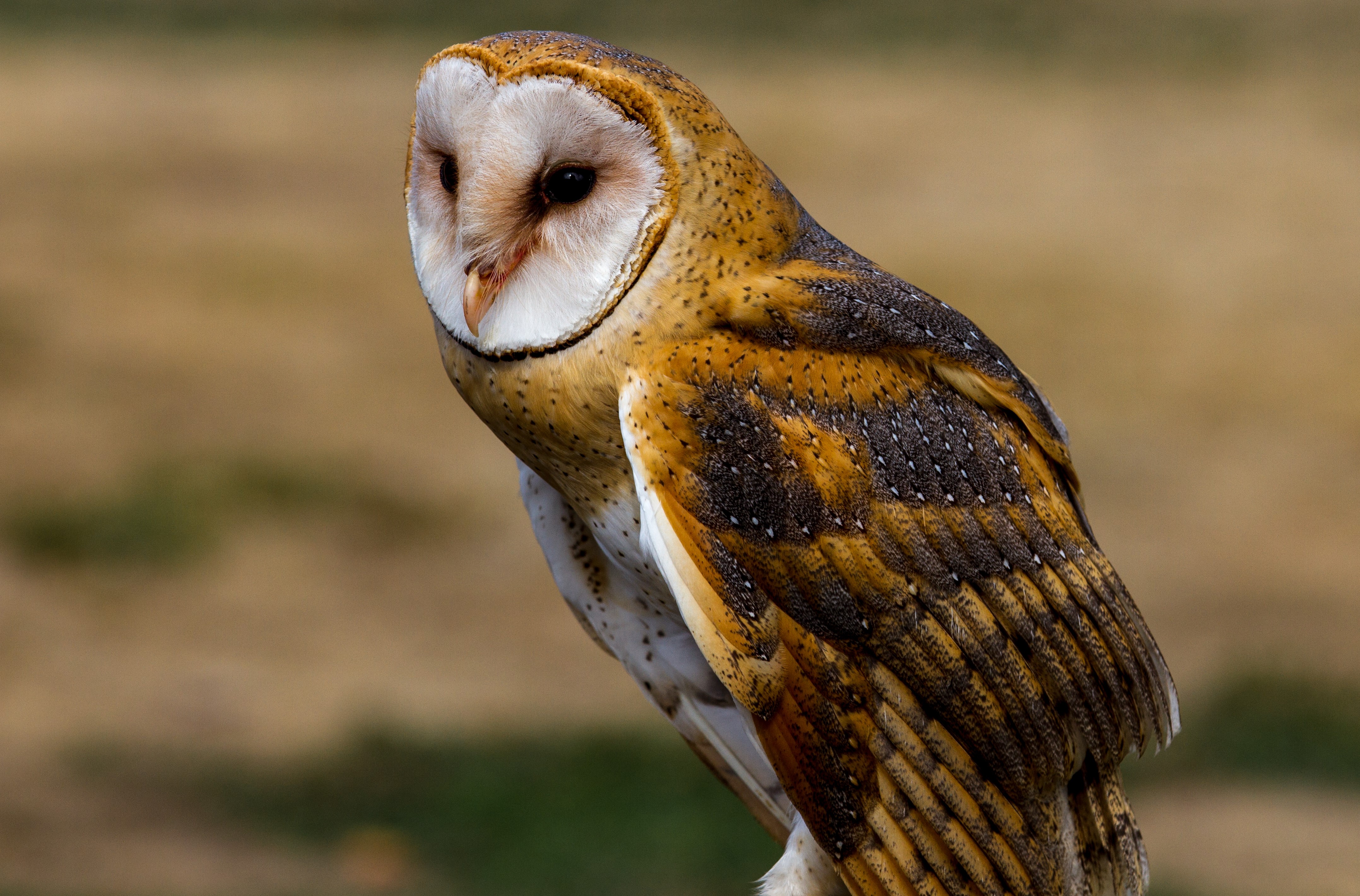 Barn Owl perched outdoors HD Wallpaper