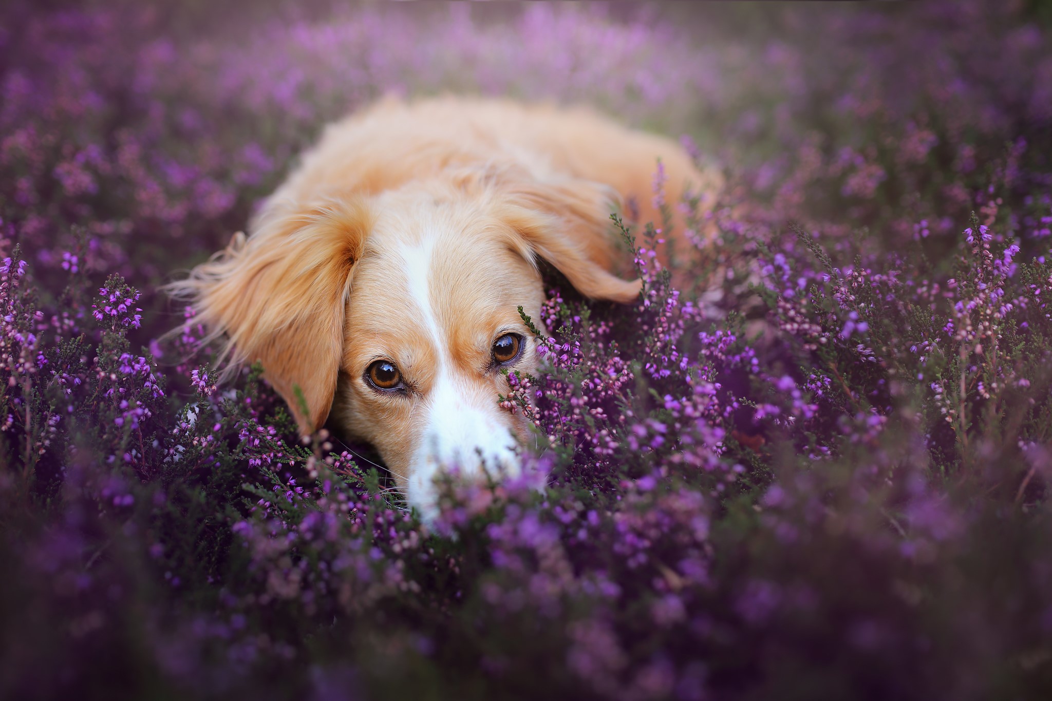 Cute Dog Resting in Purple Flowers HD Wallpaper
