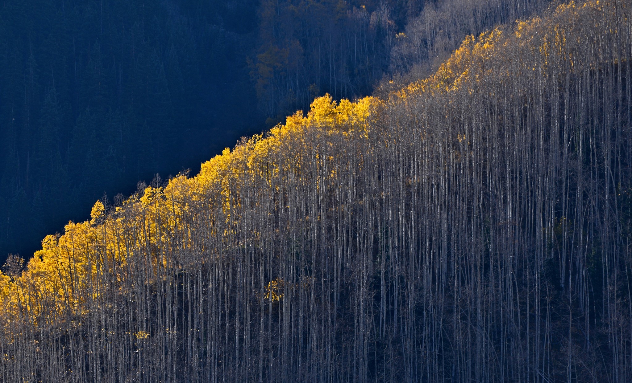 Autumn forest on a mountainside HD Wallpaper