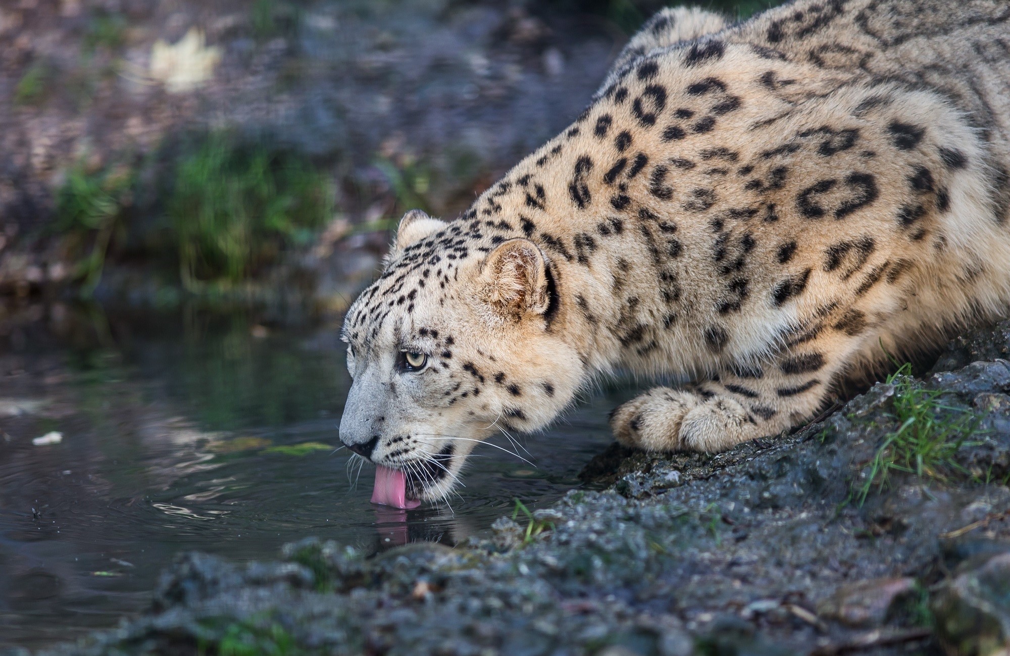 Snow leopard drinking water from a stream HD Wallpaper