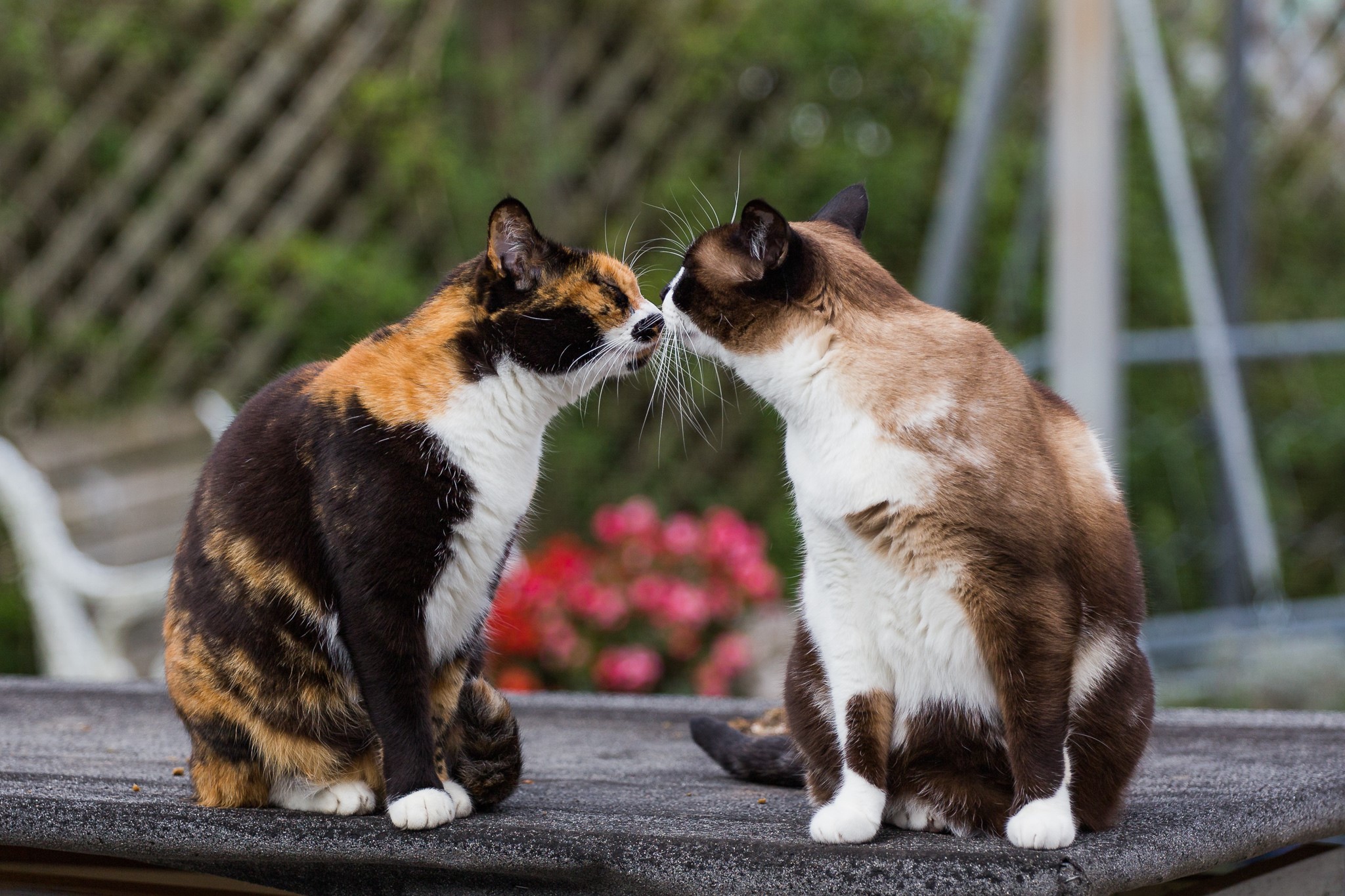 Two cats touching noses on a table HD Wallpaper