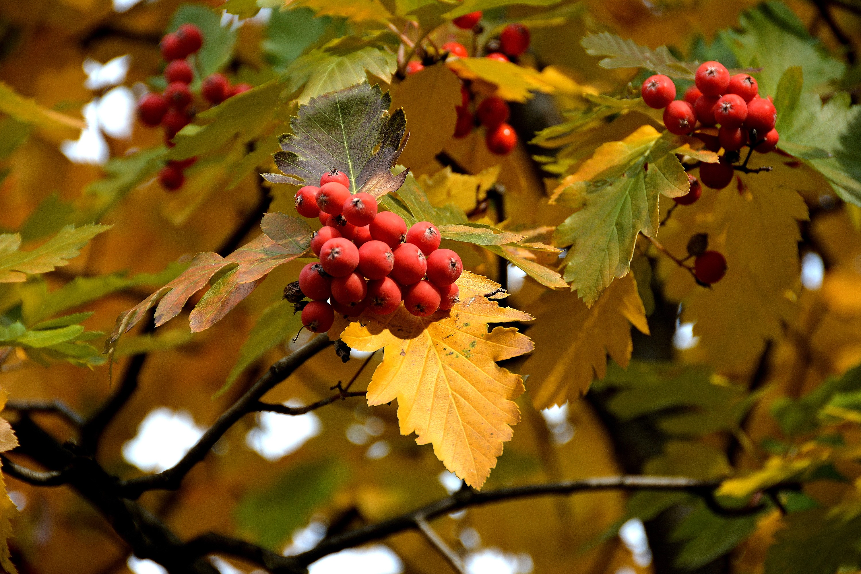 Red berries on a tree with autumn foliage HD Wallpaper