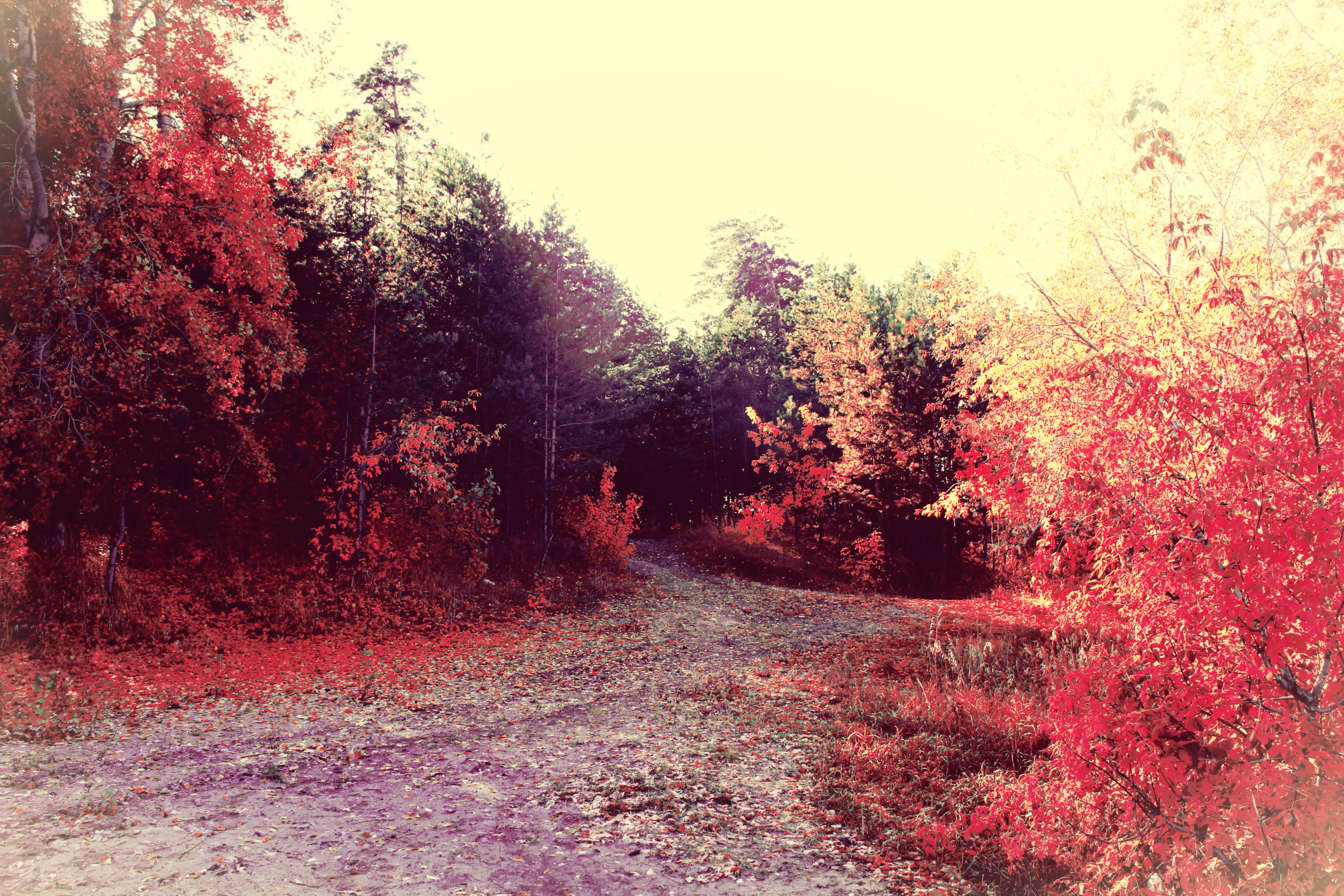 4K Autumn Road Through Forest HD Wallpaper