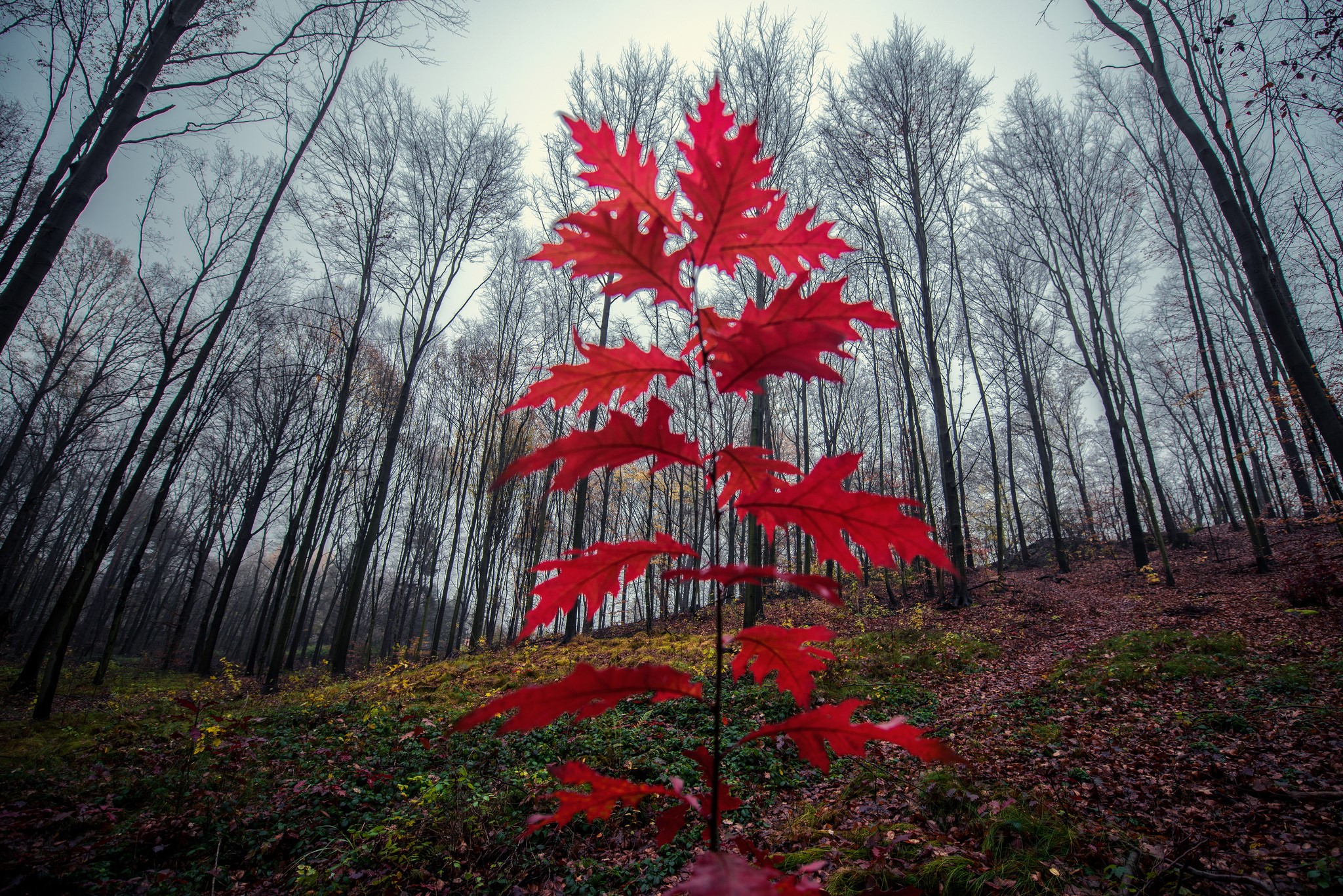 Red leaves in a forest during autumn HD Wallpaper