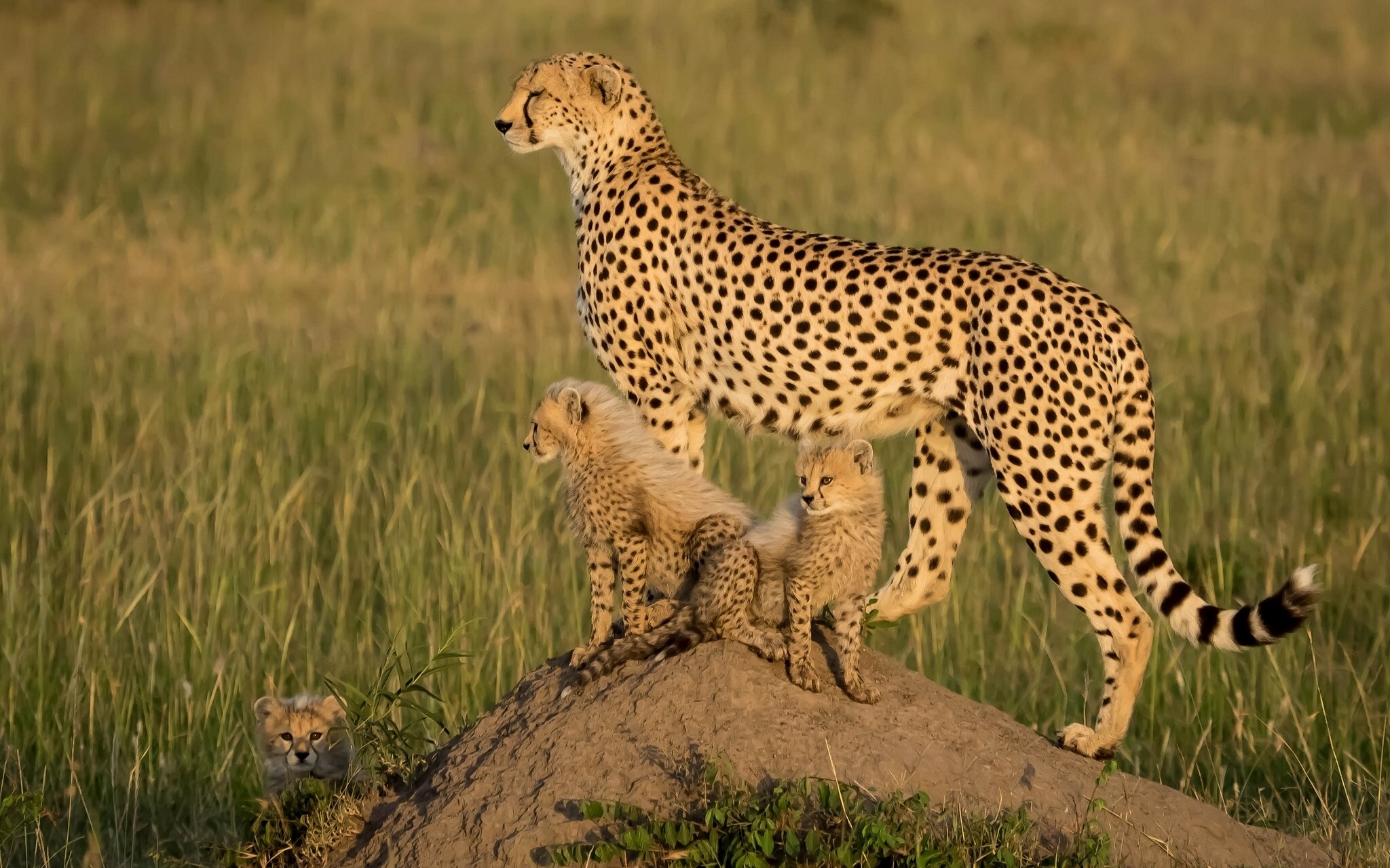 Cheetahs Cubs Three 3 HD Wallpaper