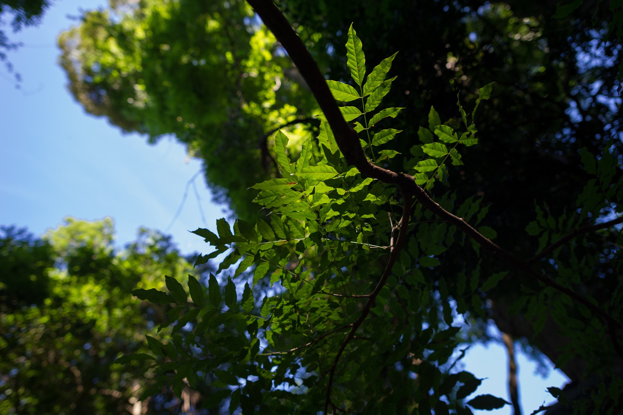 Green leaves and branches against blue sky HD Wallpaper