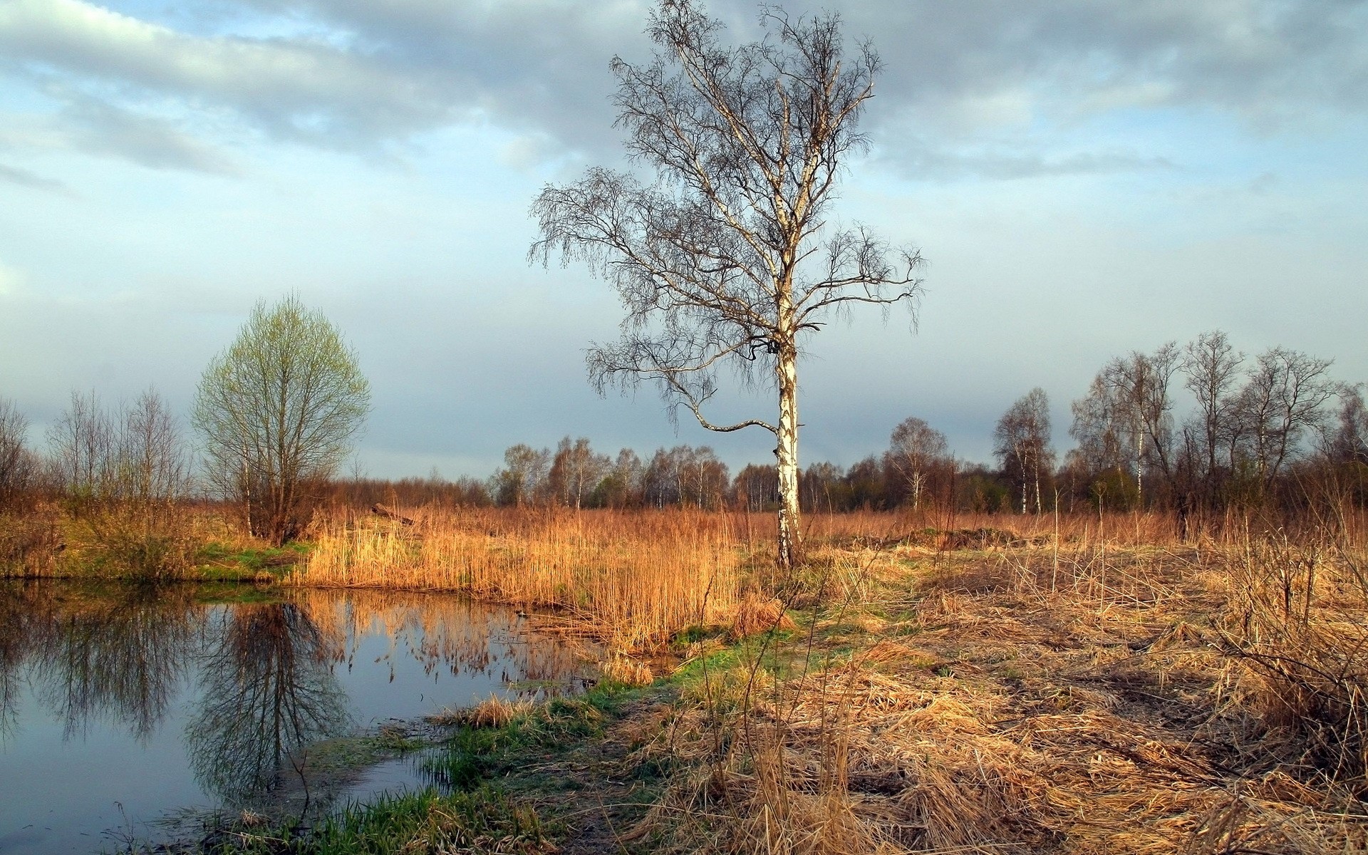 Bare tree by a pond with reeds and distant forest HD Wallpaper