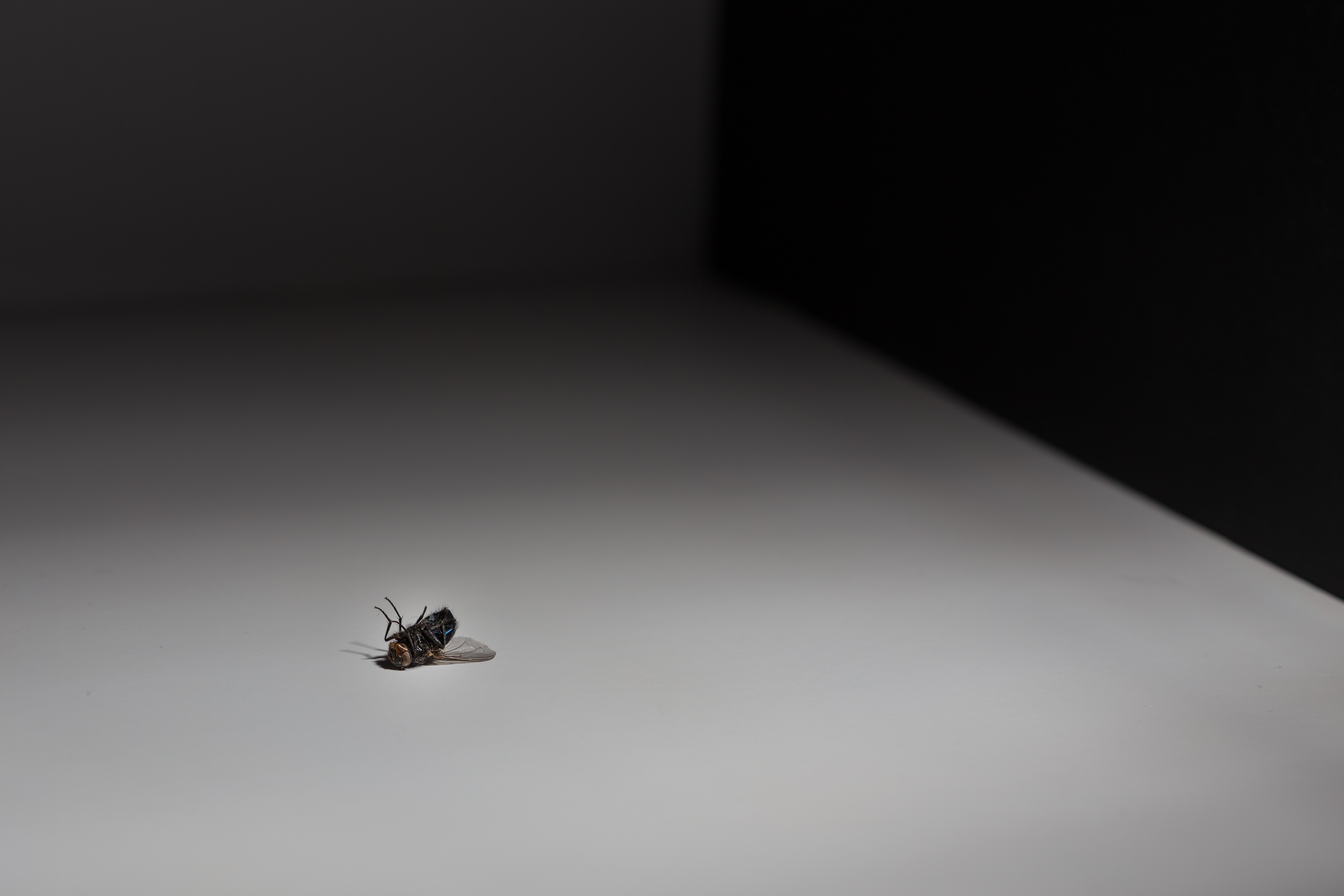 Dead fly on a white surface HD Wallpaper