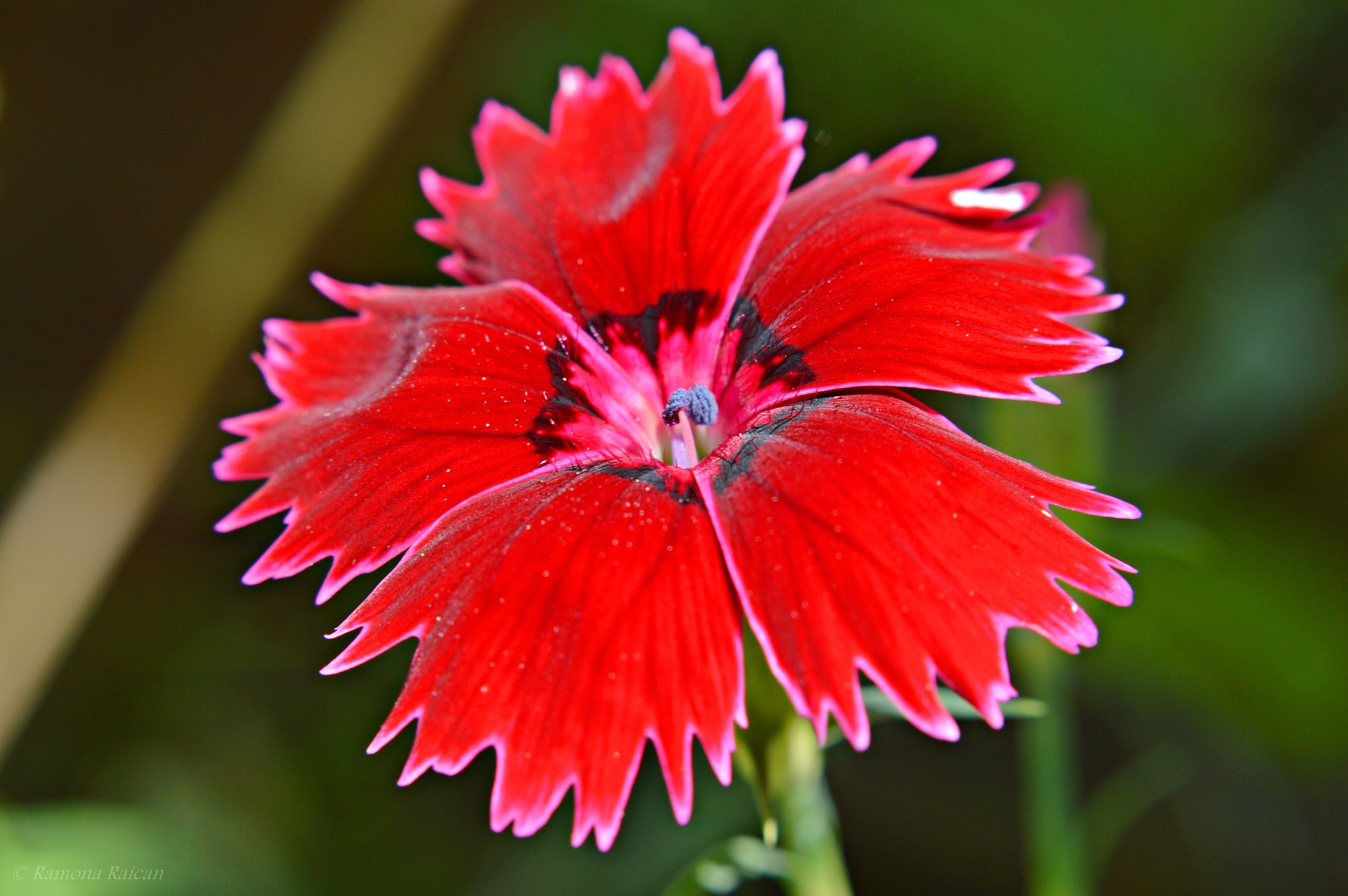 Close-up of a red carnation flower HD Wallpaper