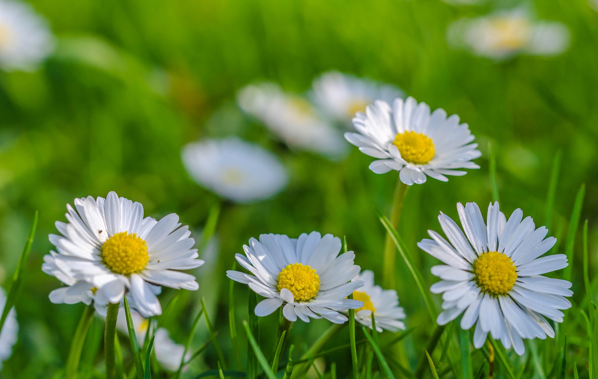 Daisies in green grass HD Wallpaper
