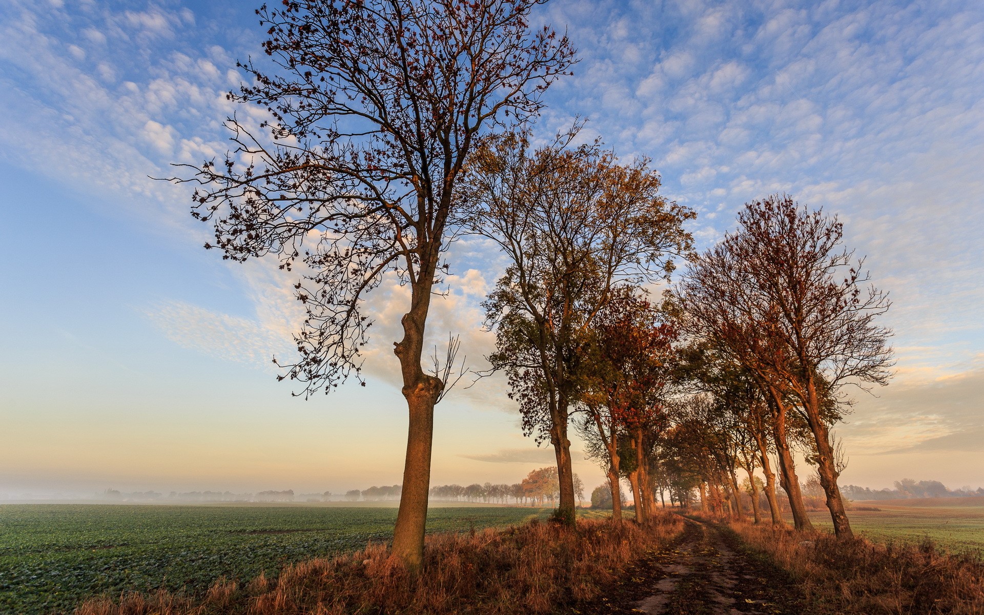 First touch of sun Sky Roads Fields Trees HD Wallpaper