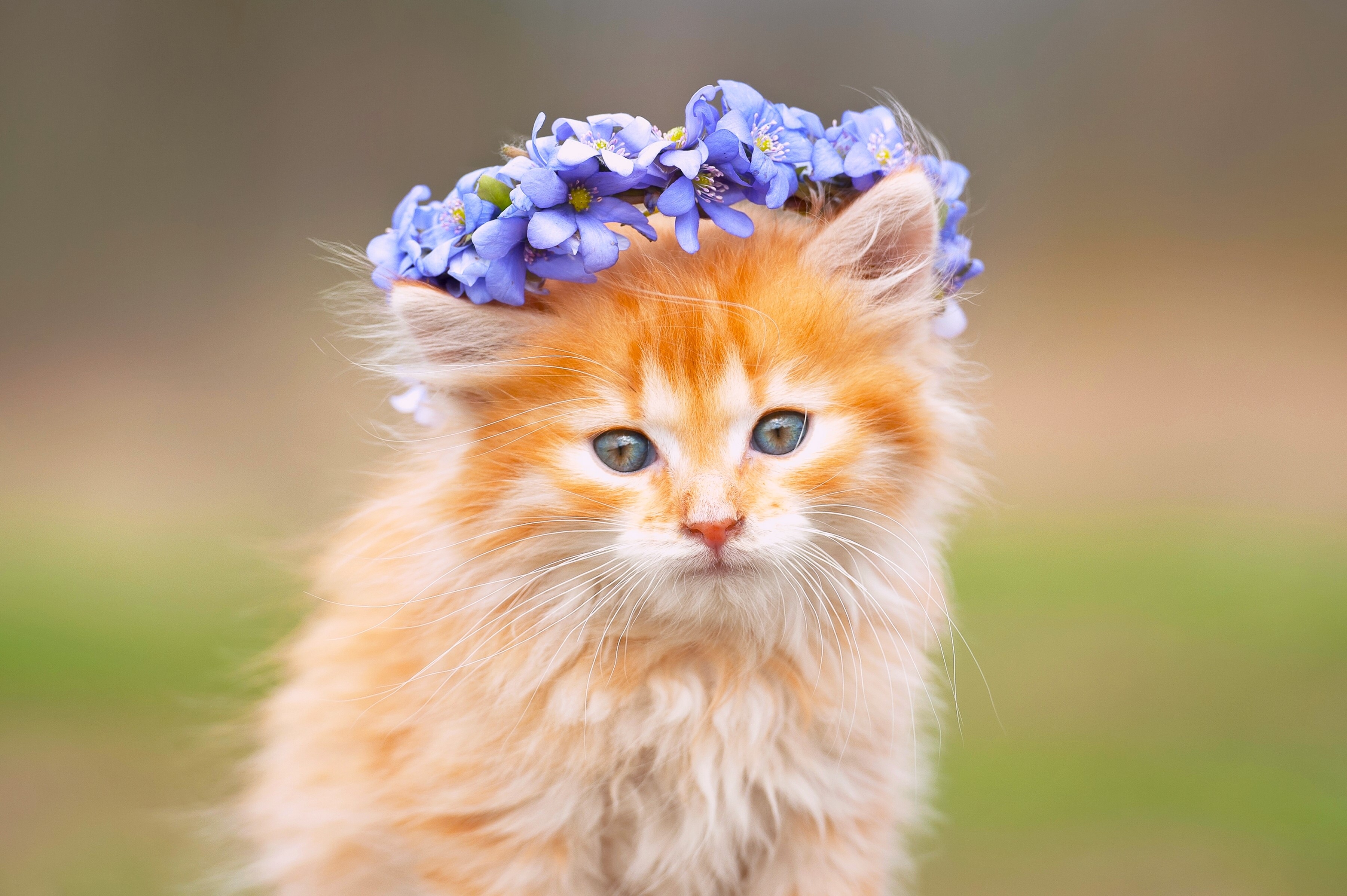 Orange kitten wearing a blue flower crown HD Wallpaper