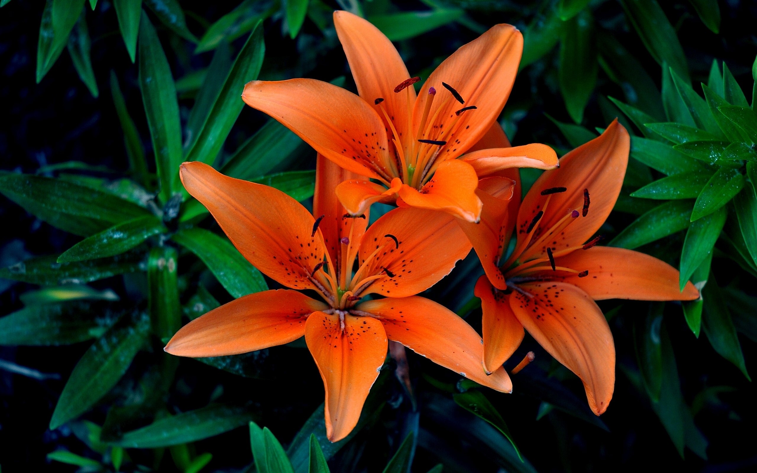 Close-up of three orange lilies with dark green foliage HD Wallpaper