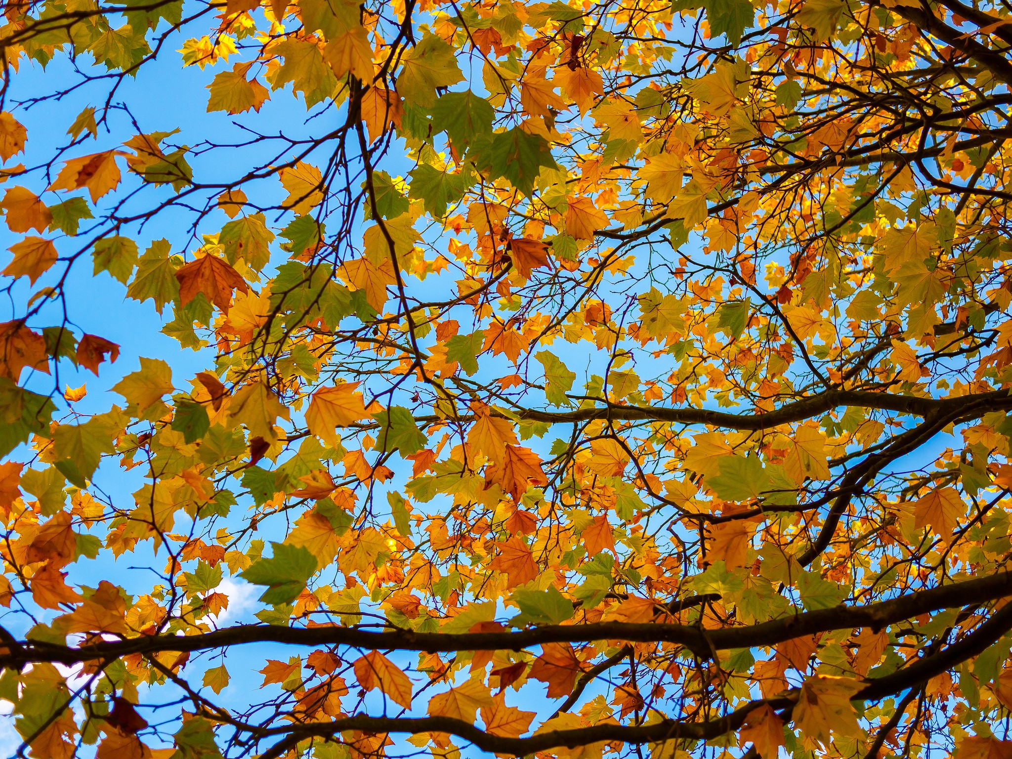 Autumn leaves on branches against blue sky HD Wallpaper