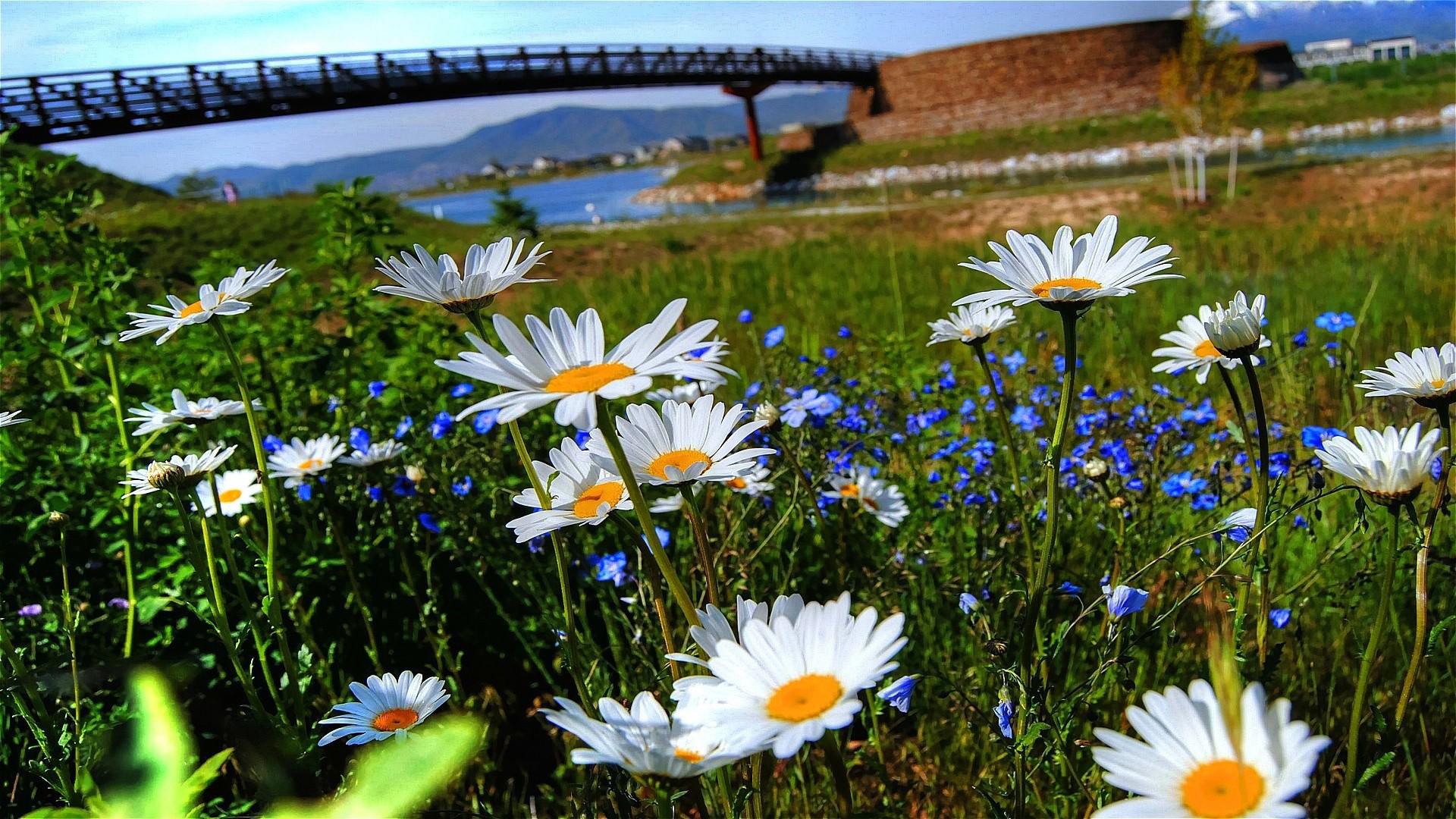 Daisies and blue flowers with a bridge and lake in the background HD Wallpaper
