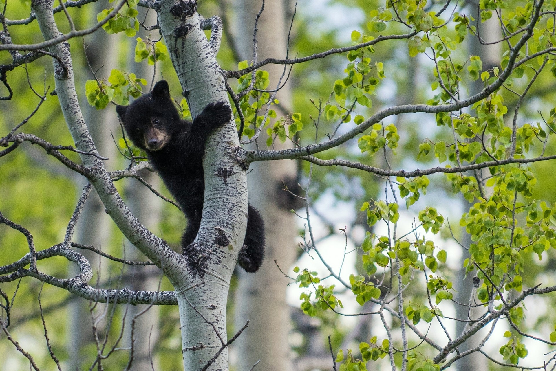 Black bear cub climbing a tree HD Wallpaper