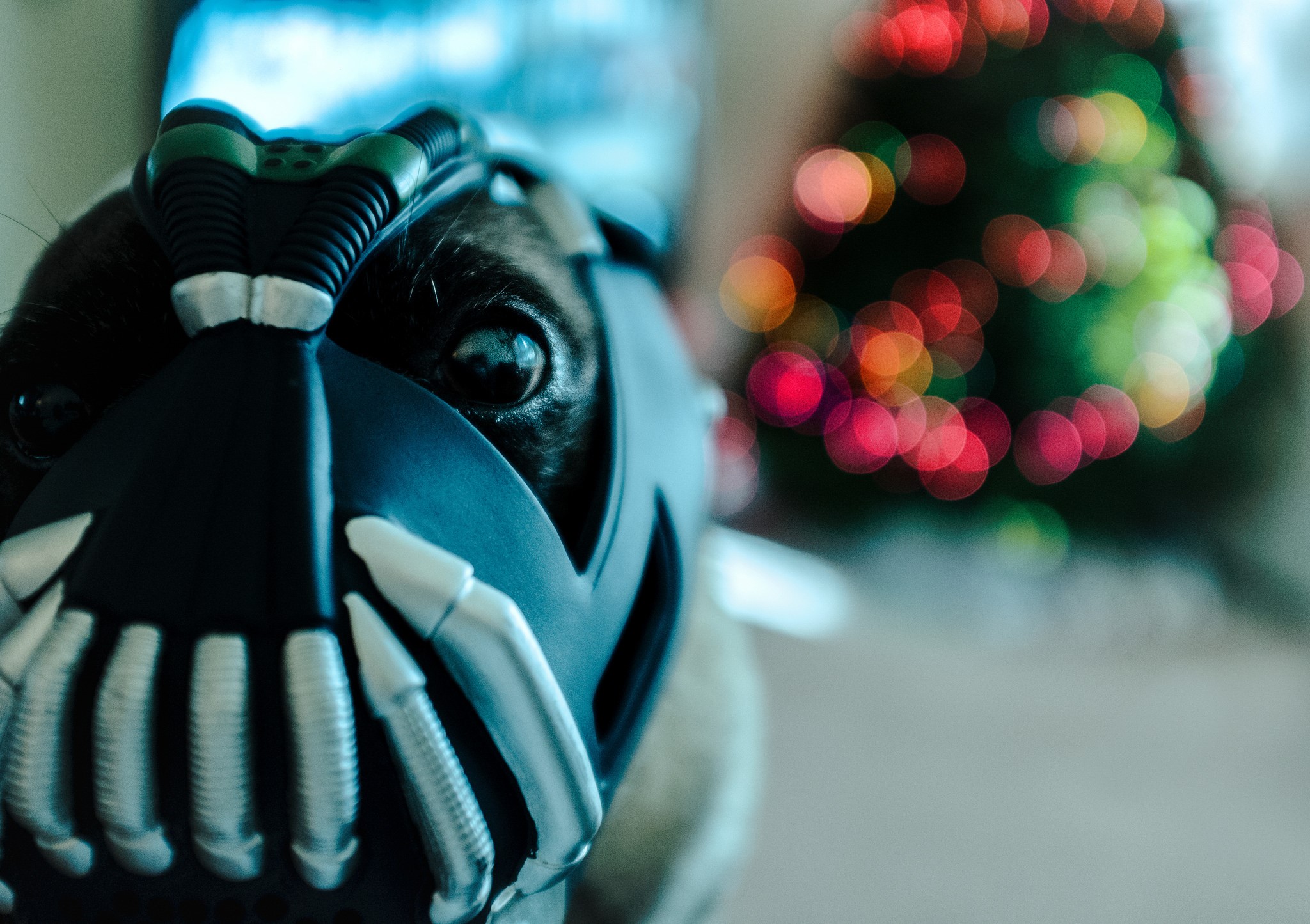 Dog wearing Bane mask with Christmas tree bokeh HD Wallpaper