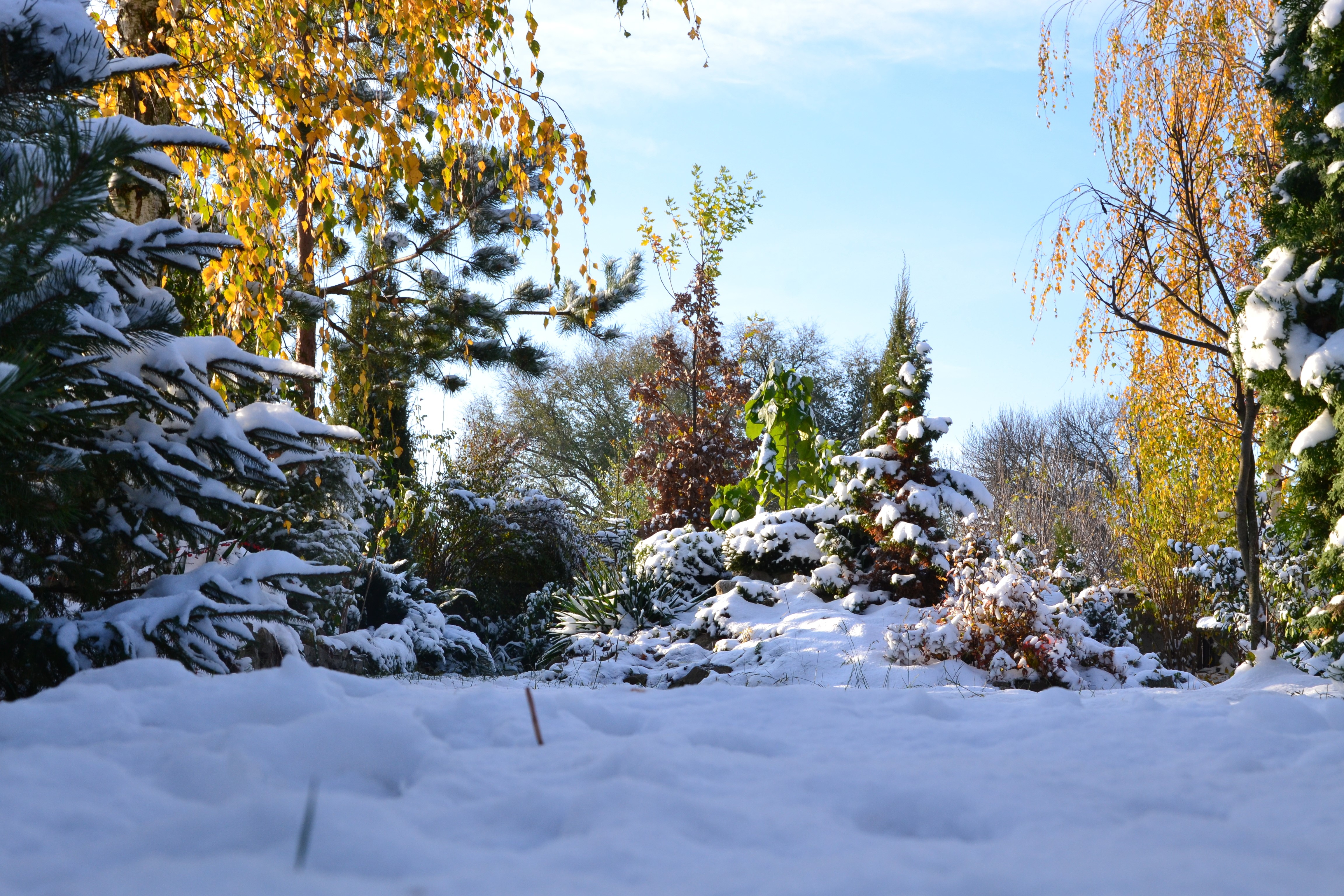 Autumn trees and evergreens covered in snow HD Wallpaper