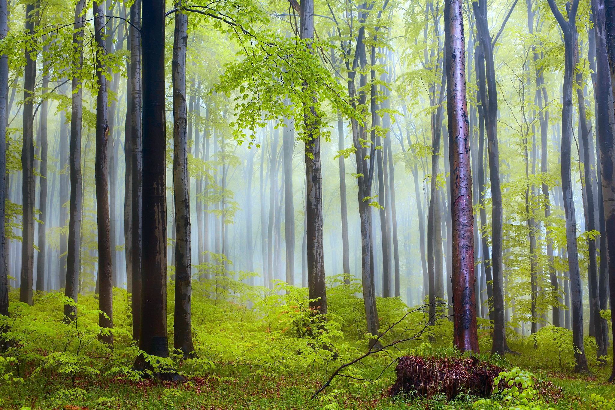 Misty forest with tall trees and green undergrowth HD Wallpaper