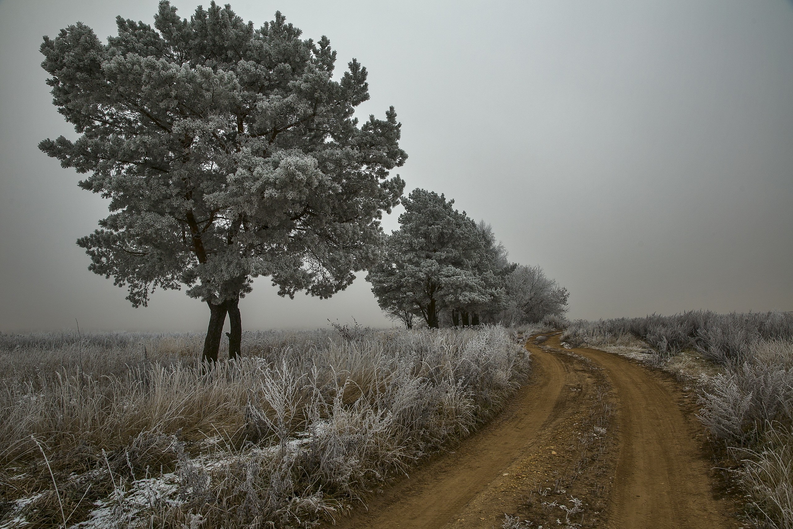 Frost-covered trees and a dirt road in a foggy landscape HD Wallpaper