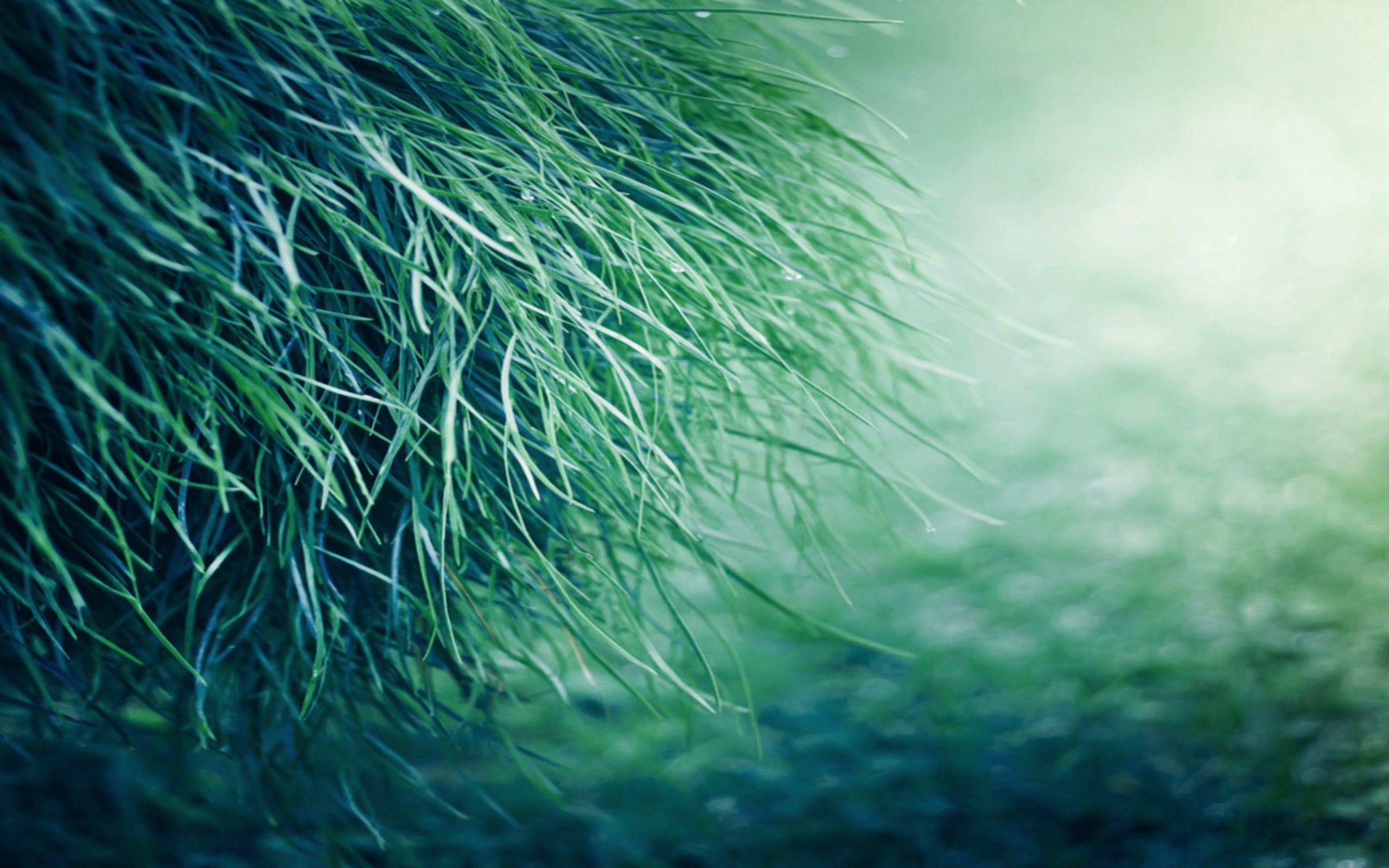 Closeup of green grass with water droplets HD Wallpaper