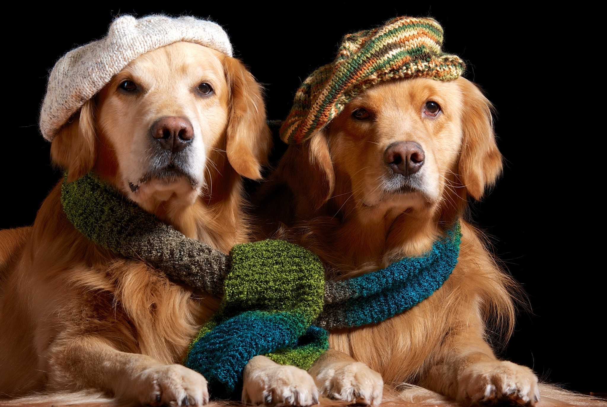Two Golden Retrievers wearing hats and scarves HD Wallpaper
