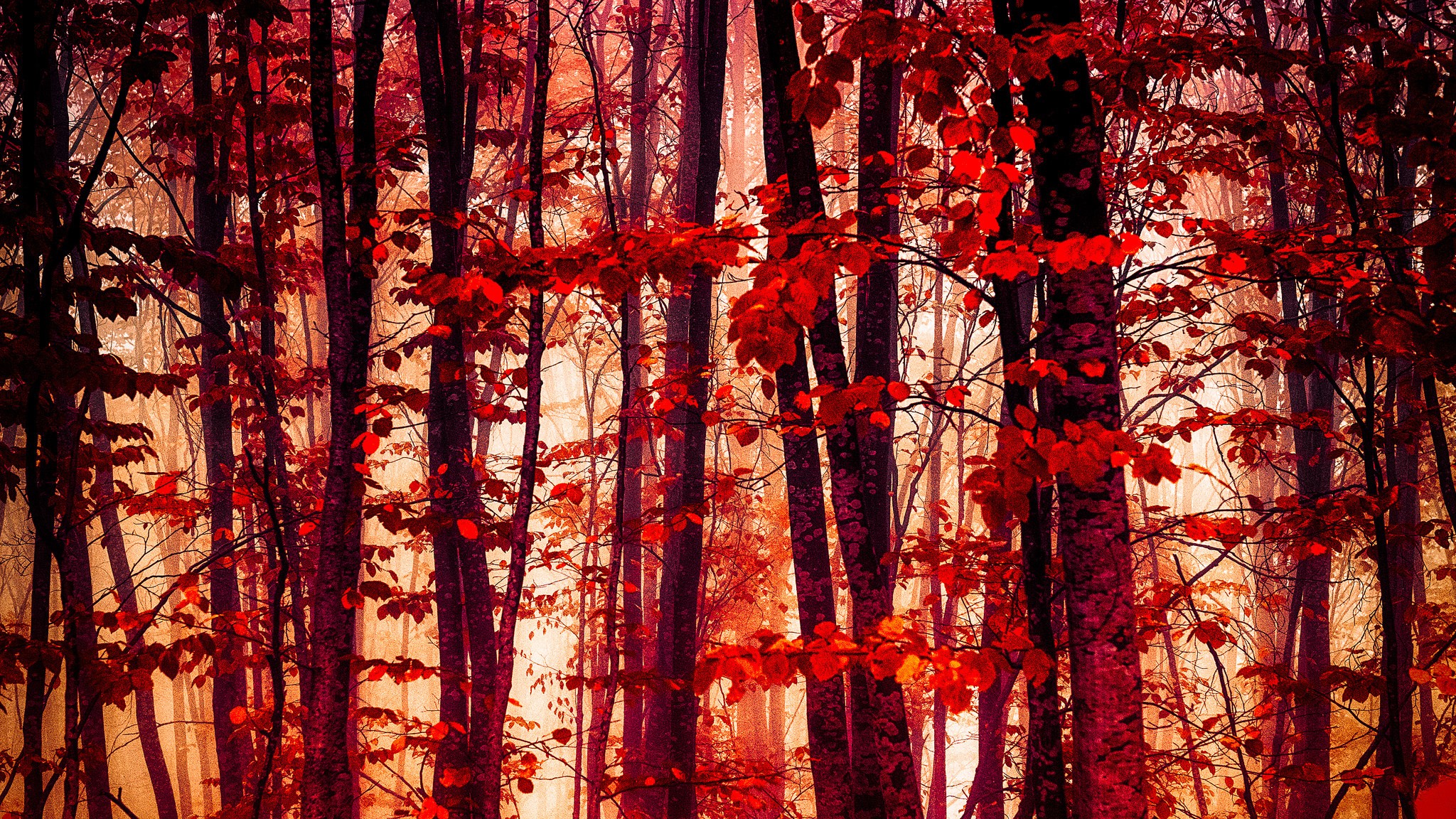 Red and orange autumn forest with tall trees HD Wallpaper