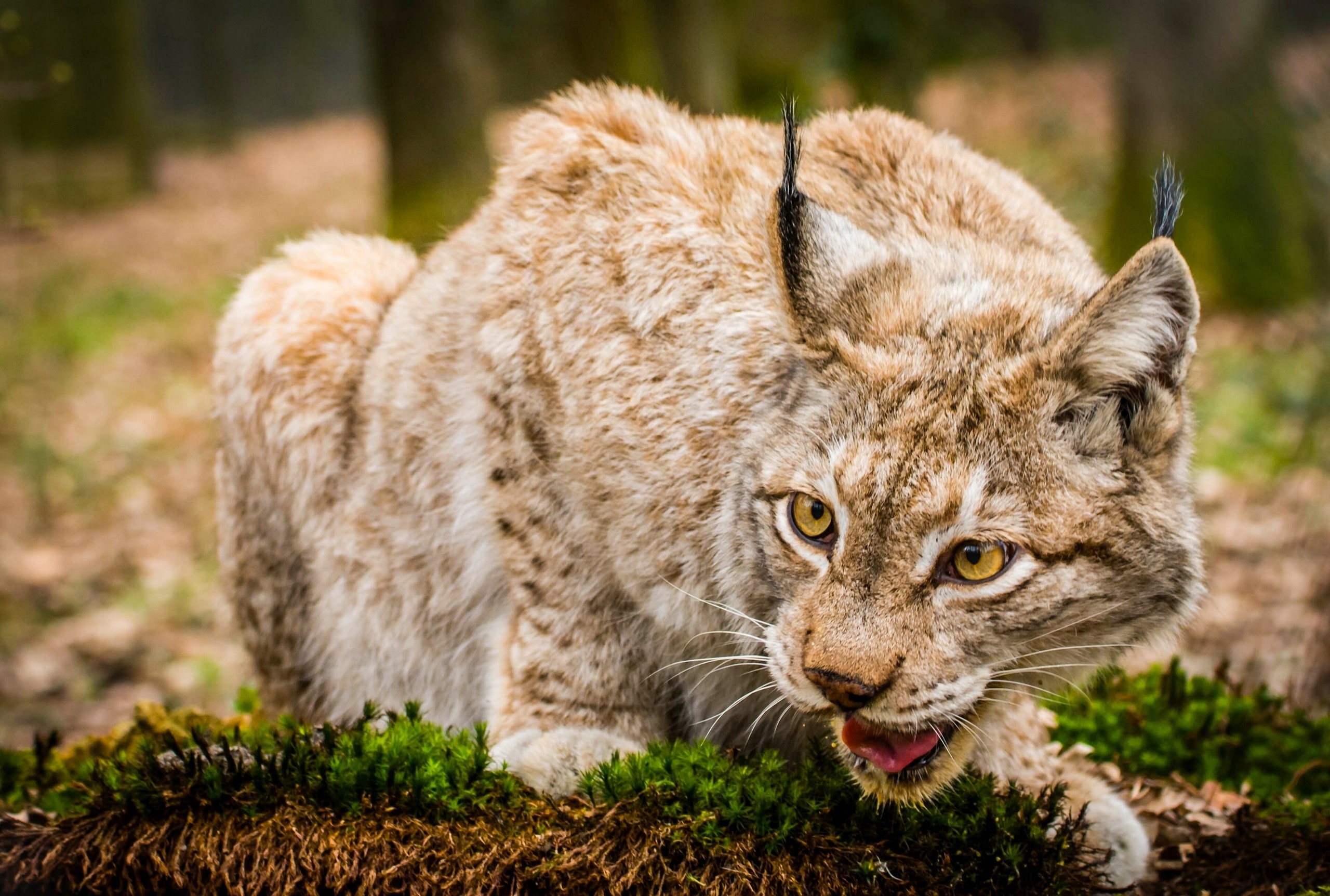 Lynx crouches on mossy ground in forest HD Wallpaper