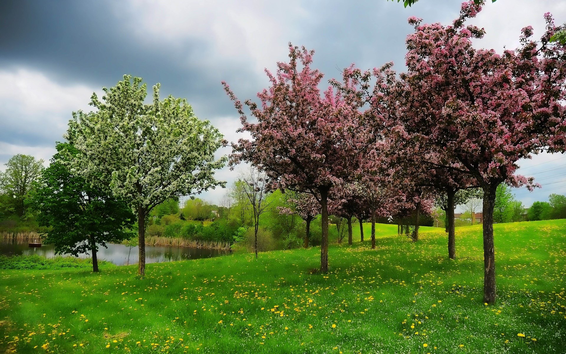 Trees with pink and white blossoms in a park HD Wallpaper