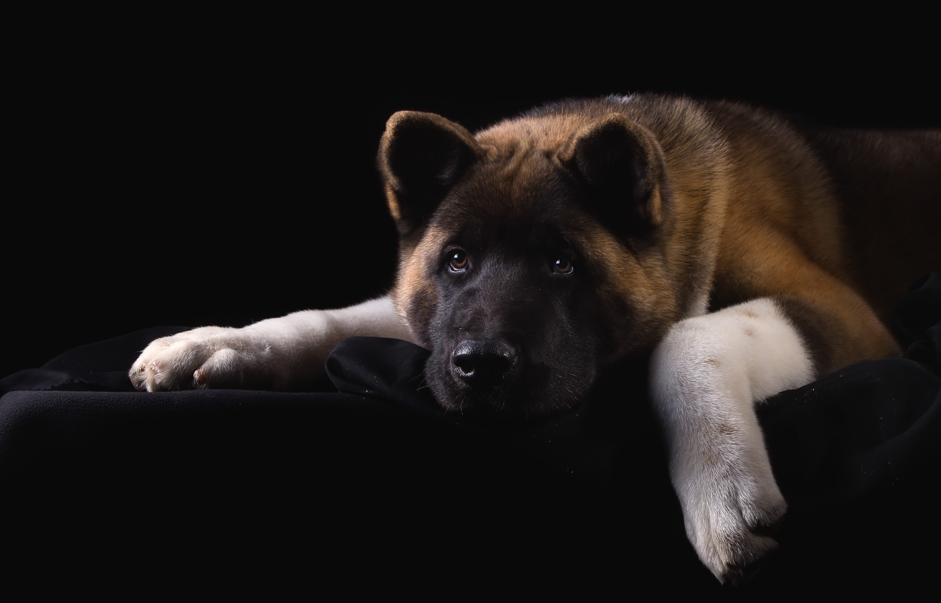 American Akita dog lying down on black background HD Wallpaper