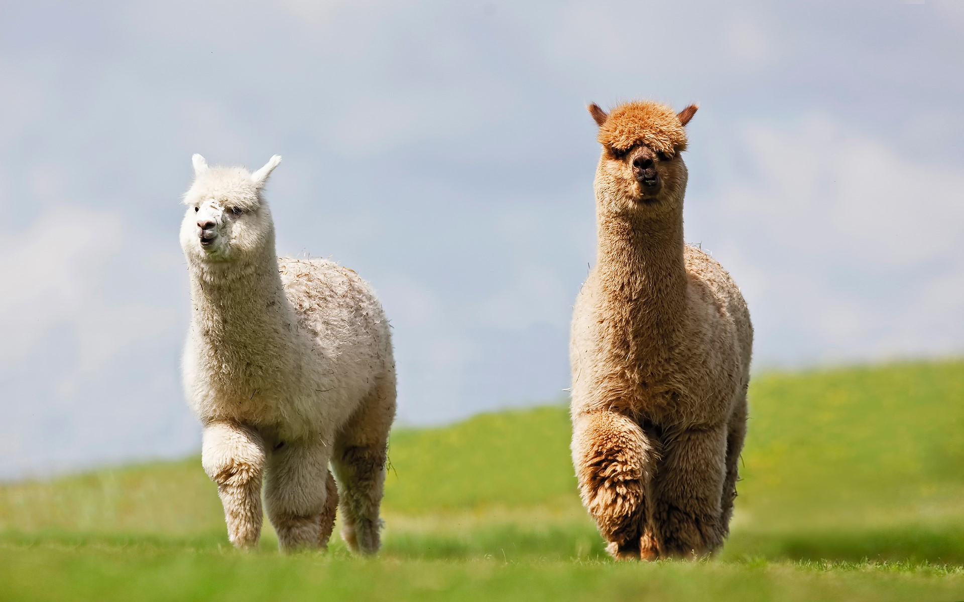 Two alpacas on a grassy hill HD Wallpaper